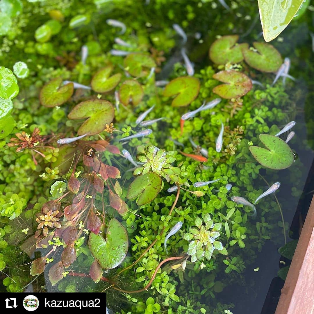 #Repost kazuaqua2 #medaka #watergardens
• • • • • •
メダカビオトープ
ウォーターダイヤ💎が真っ赤に染まり
まだまだ成長しています。
新芽🌱もまだちらほら出て来てます
外での越冬は出来ないとなれば
どのタイミングで取り出すのか?
今ですかね?
新芽がもう少し成長してから?
そうだ!今、我が家には
姫スイレンをキレイに咲かせた🌸
ツクヨミLEDがあるじゃないか🤣。
という事で、明日取り出して
室内越冬チャレンジ開始します。
残す時間は意外に短い😅。
#メダカビオトープ #ビオトープ
#ウォーターダイヤ
#ビオトープのある生活
#naturemedakabiotope
#medakafish #biotopeaquarium
#biotope #ludwigiasedioides
#ベランダ #ベランダ遊び
#インテリアグリーン
#みどりのある暮らし #緑のある生活