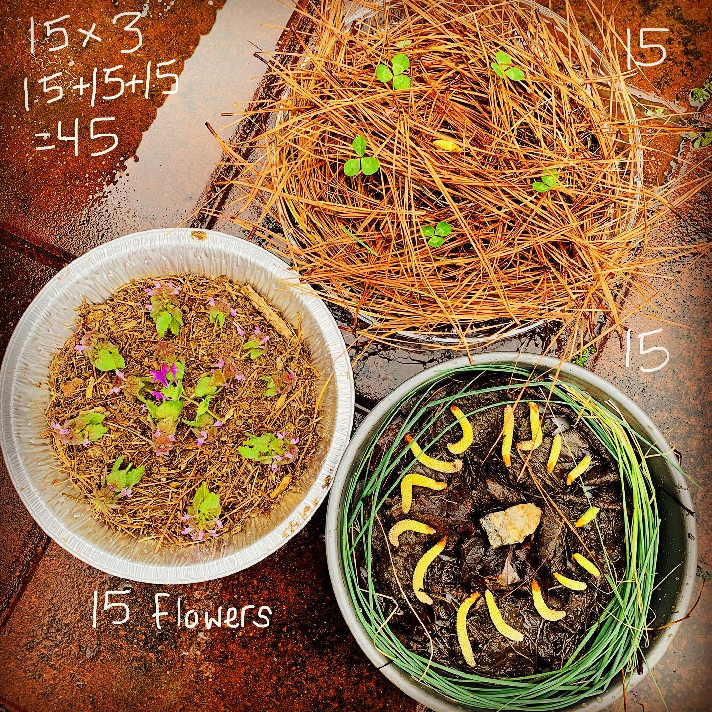 A little rain doesn’t stop Real Kids from doing MUDPIE MATH! Go to www.realkidsplay.com for this challenge and more activities that align with 3rd grade VA standards!#mudpiechallenge #socialdistancing #realkidsplay #homeschool #3rdgrade