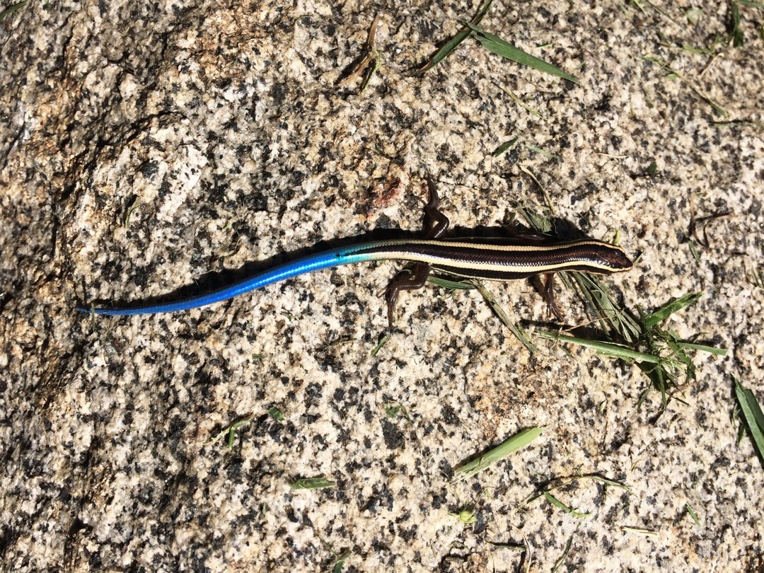 Check out that tail! Found this little Western Skink enjoying the sunshine on the trail today.
#camplotus #southforkamericanriver #naturephotography #westernskink #explore #exploreeldorado #lizzardsofinstagram