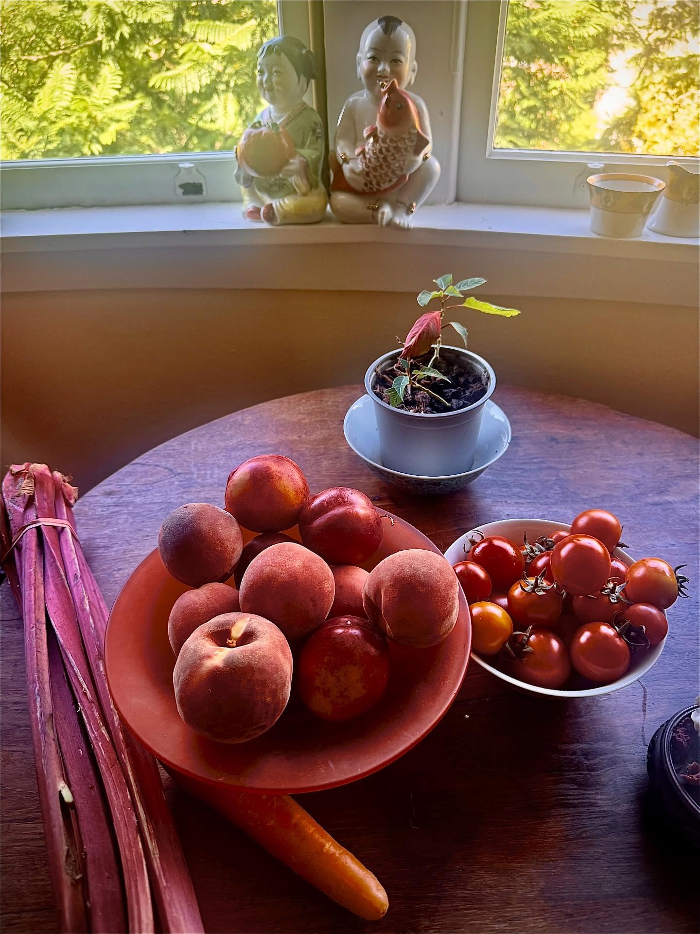 🍑Peach for my peach 🍑 sugar for my honey our first kiss thrilled me so.”
Eaten a single peach, 🍑 saturated nurtured, my cells whisper in gratitude the song of the soils tiny beings who have been working in harmony in a universe life- a chorus of fruit ripening with sparkling rains and suns glow
Ah the nature of seasons, cycle, impermanent, reminded during my weekly shop at @kurrawongorganics market stall ,( Bondi Kings Cross North Sydney and Carriage works . What iis displayed? The nature of change brings a rainbow 🌈 of flavours into my life as their fruits & veg ripen, abundance dissolves into into another’s seasonal flow
I recall my recent desire for mandarins 🍊bursting zest , their citrus vibrancy then as they dissolved from their majesty into 🍐rediscovered juicy delicate pears melting bliss . Jan ends as stone fruits flourish, today’s blushing pink white peaches, their abundance is waining it might be their last this year of this variety, but what hides around the corner, nectarines? what will this certified organic farm harvest next?
Home a 🍑 eaten & I feel saturated seeped nurtured . Its stone sits discarded on a plate. Yet its flavour still pulsates through me , deep into my cells gratitude l to this organic family’s care of land , they protecting a song of tiny beings workers in a complex soil universe, breaking down minerals etc our body needs conjuring vitality as fruits ripen in sparkling rains and tender sun glow, harvested with care and brought to market.
Todays bounty ive picked to photo , peach rhubarb tomato hues, beautiful bit they will continue to change, its a living world which needs farmers to be stewards of a living soil , who work with its transience without resorting to artificial chemicals sprayed to hide it inevitable decay, grown in ground without out the wee creatures some smaller than sight. There is no denial of death or change and Yes there is vibrance and flavour.