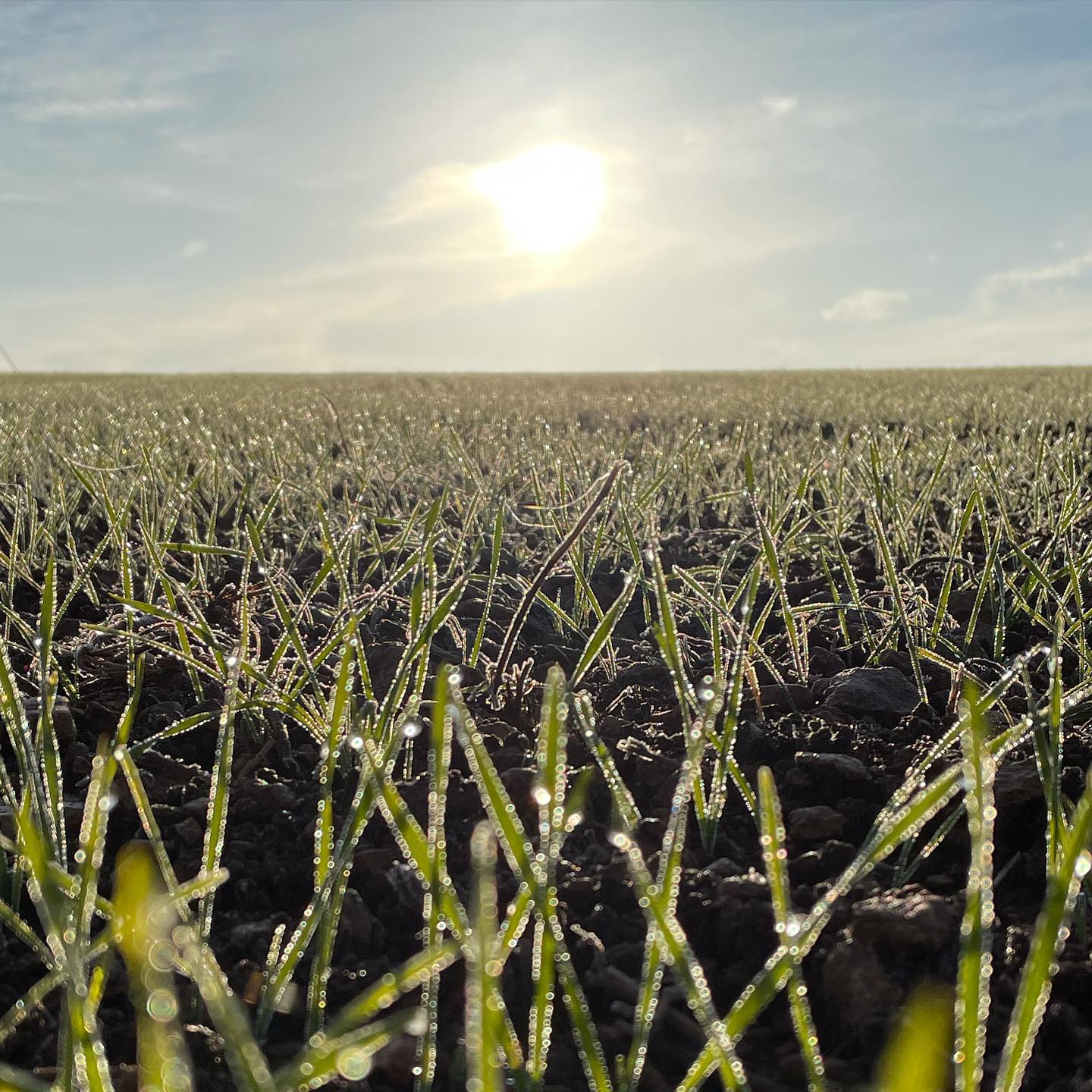 C’est parti pour un nouveau millésime de blé d’hiver!#bio#agriculturebiologique#agriculteur#paysan#ble