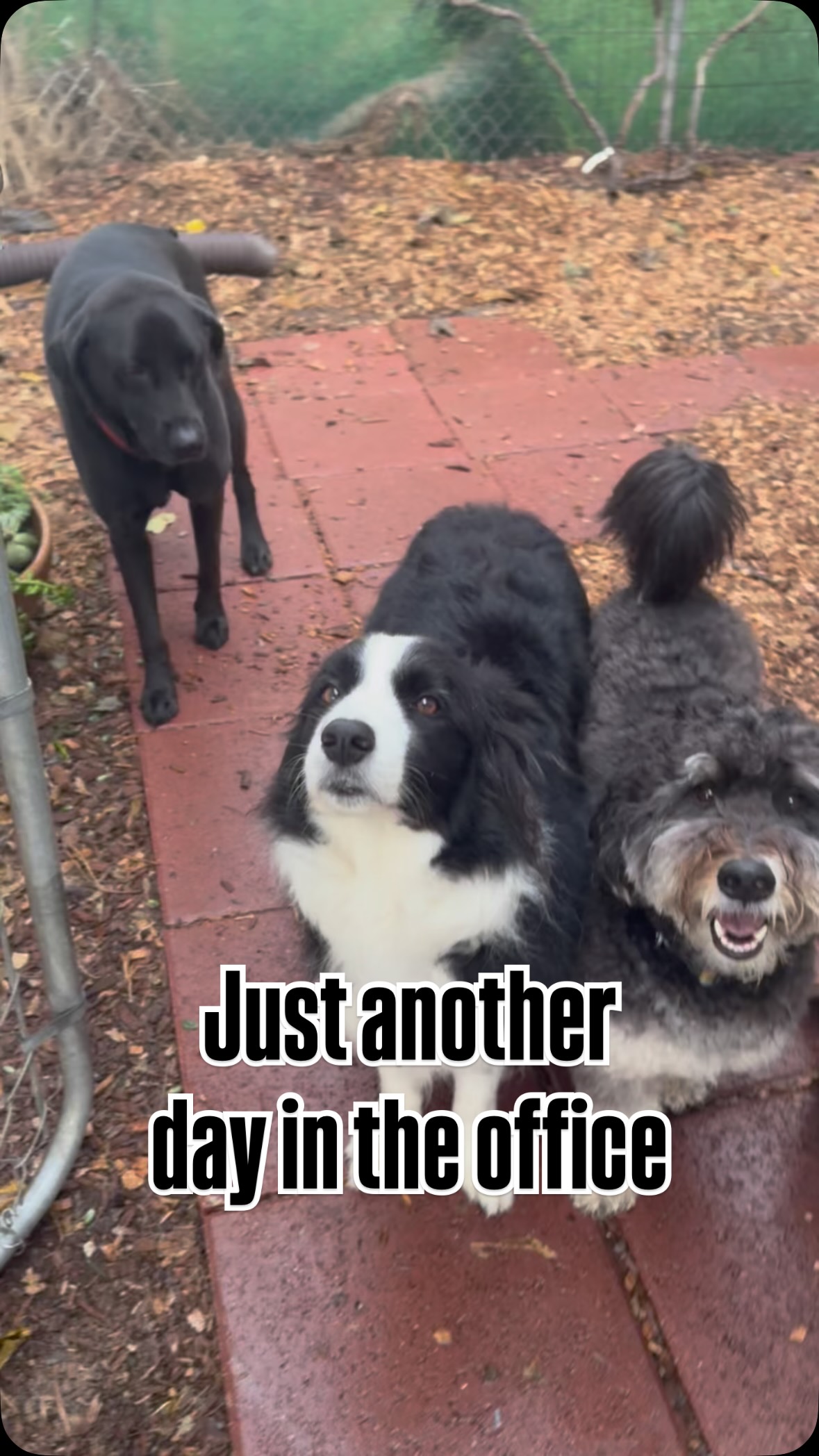 I’ve intentionally built my place to feel like a retreat, just a quiet, low-volume environment where every dog gets the individual focus and calm they deserve.
A typical day for dogs include socializing on the grass and learning how to play with manners, quiet moments of one-on-one training tune ups to sharpen their skills and getting out into the world together for a structured, mindful stroll.
It’s personal, it’s peaceful, and it’s how I love to work.
Ready to give your dog a more personalized educational boarding experience? Tap the link in my bio or DM me to find out about our next openings. #dogeducation #dogboardinglosangeles