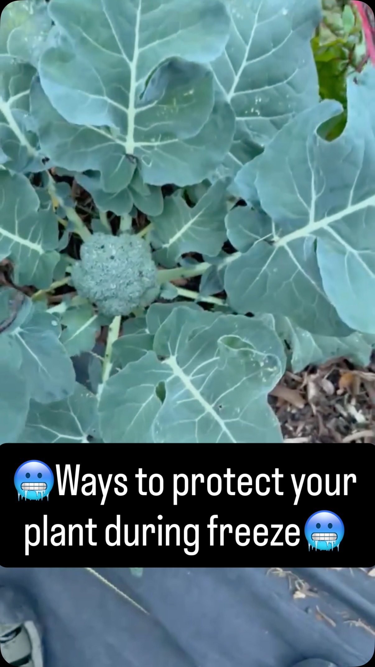 You heard the San Antonio frost is coming and you haven’t mulched yet. 💨🧤
Watering your soil the day before a freeze and adding a fresh layer of mulch keeps the roots warm and the plants hydrated when the temps tumble.🥶
Need a hand getting your beds ready? We’re on the move. 🤝✨
DM, call us @ 210-988-8290, or click on the link in our bio💻
#landscapecooperative #SATXWinter #MulchLife #PlantProtection #healthiswealth #fypreelsシ゚