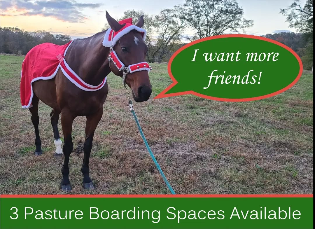 We have space for 3 more horses for pasture boarding. We're close to Birmingham and have 12 miles of peaceful and beautiful trails. Check our website for info and phone number. #pastureboarding #horseboarding #birminghamhorses #centralalabamahorseboarding