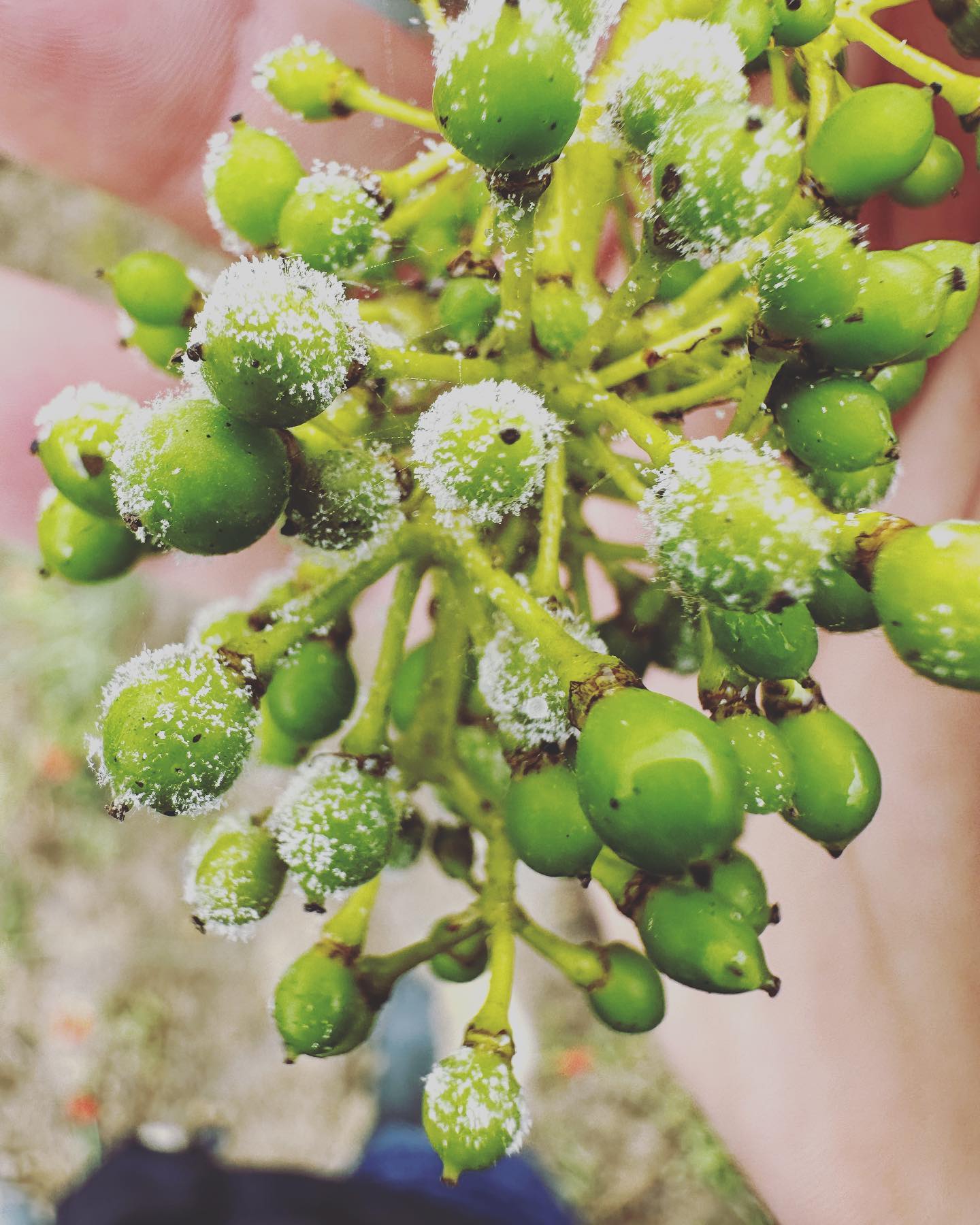 La piaga del 2023 è per il momento decisamente la #peronospora.
Le cause principali?
L’abbondante quantità di #pioggia e l’impossibilità di fare trattamenti al momento giusto per le insistenti piogge.
#vigneto #vignaiolo #viticoltura