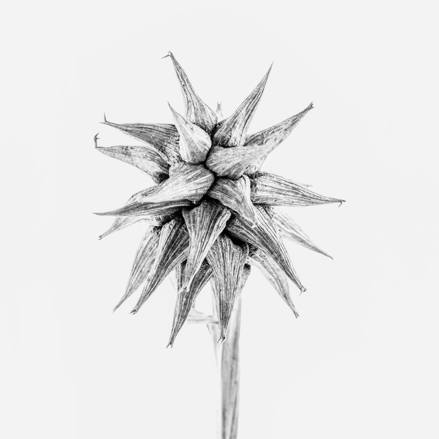 I haven’t shared much from Botanical Studies lately, even though this project has been unfolding for more than ten years.
Through abstraction and close observation, plants begin to appear less botanical and more sculptural.
This one feels almost architectural: tension, rhythm, direction, balancing fragility and resilience at the same time.
Quiet work, slowly continuing in the background.
#botanicalstudies
#fineartphotography
#botanicalart
#quietart
#slowart