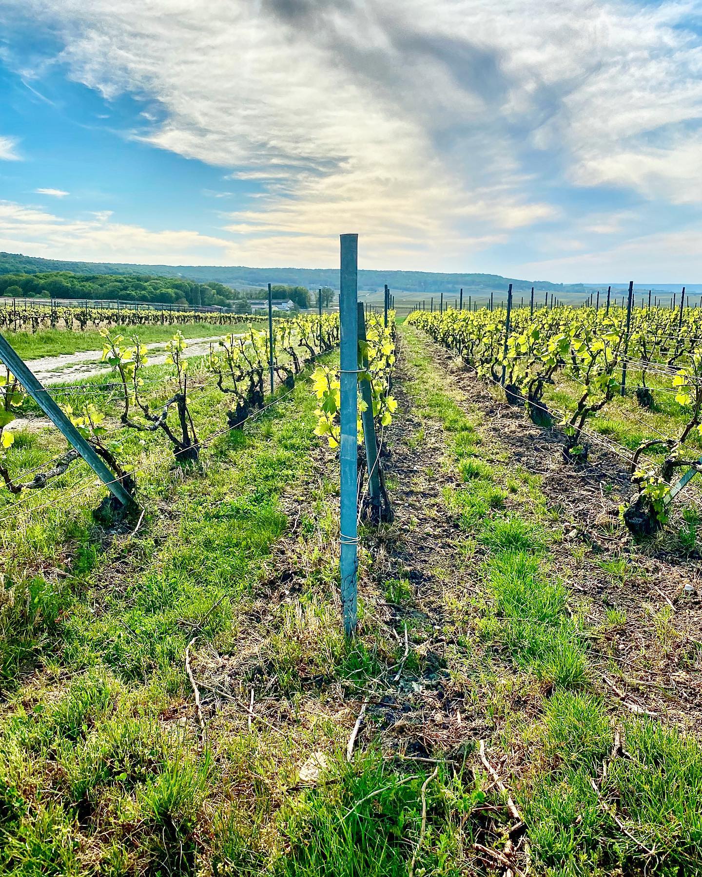 Silence 🤫 ça pousse... 😍🌿 @champagne_lucien_roguet #vigne #vigneronsindependants #champagne #maillychampagne #vineyard #nature #beaute #landscape #photographie #bluesky #couleurs #passion #instanature #instachampagne #followus