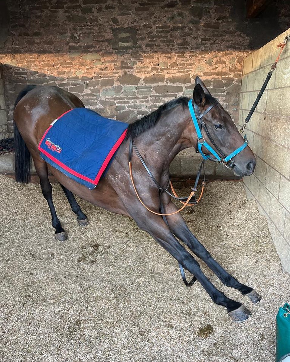 🧘♀️🙆🏻♀️🧘♀️Monday morning vibes #stretch #mondaymorning #thoroughbredsofinstagram #racehorse #lovetheracehorse #tomsymondsracing #teamsymonds #redmillshorsefeeds #gundoggin