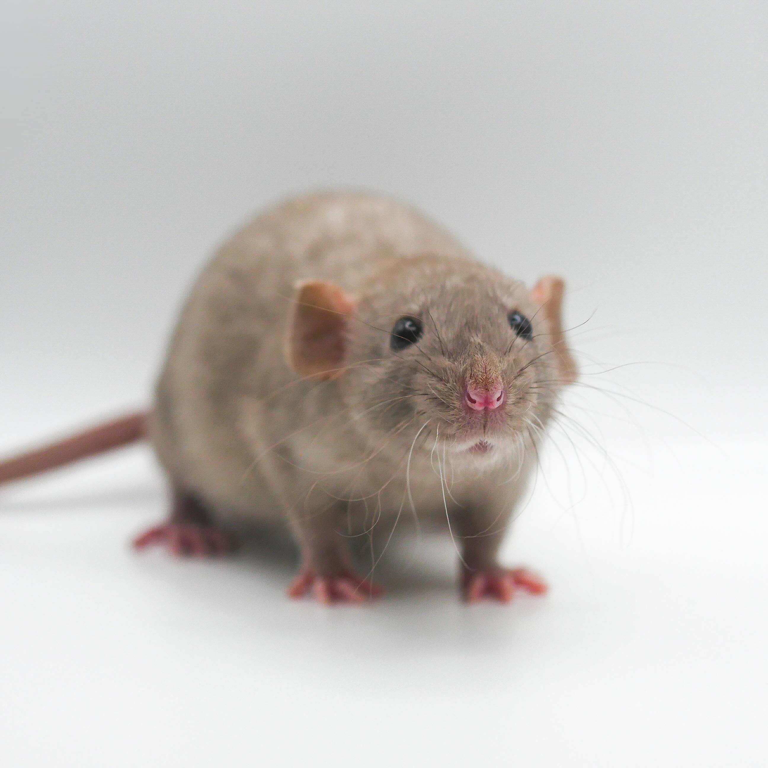 If I worked with Dark Phase Pearl, this wonderful soul would be staying.
He’s a true pocket rat 🥹
.
.
.
#rat #rats #ratsofinstagram #ratsofinsta #petrats #petsofinstagram #dumborat #rodent #ratcommunity #breeder #ratbreeder #rodentsofinstagram #rodentsofig #rattiesofig #rattiesofinsta #ratsofinstagram #rodents #cute #pets #fancyrat