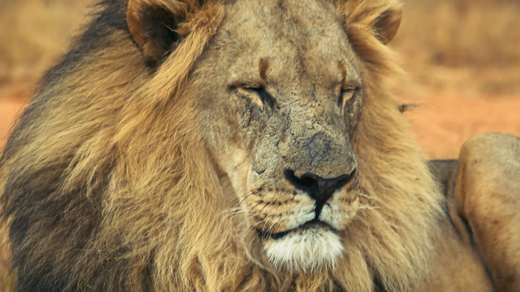 The wild stirs something deeper. From the Big 5 to wide-open Waterberg views, every moment here becomes part of the journey.
#57Waterberg #SafariExperience #BigFive #IntoTheWild #SlowSafari