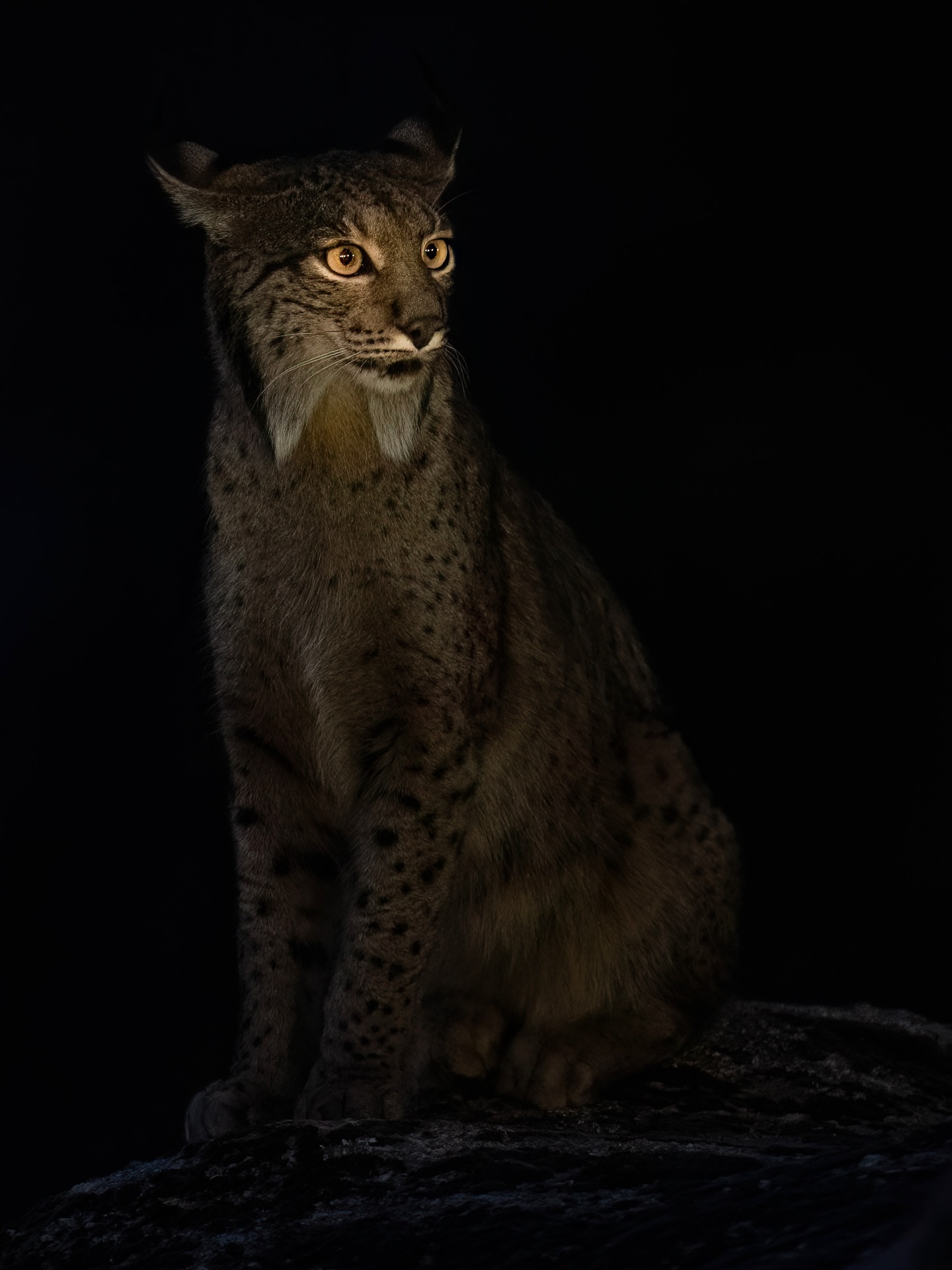Iberian Lynx at Night ✨
.
.
.
.
.
.
#iberianlynx #lynx #spain #wildlifephotography #wildlifephotographer #earthcapture #wildlifeonearth #featured_wildlife #wildlifeaddicts #wildlifeofinstagram #nature #naturephotography #instawild #naturelovers #nikon #nikonphotography
