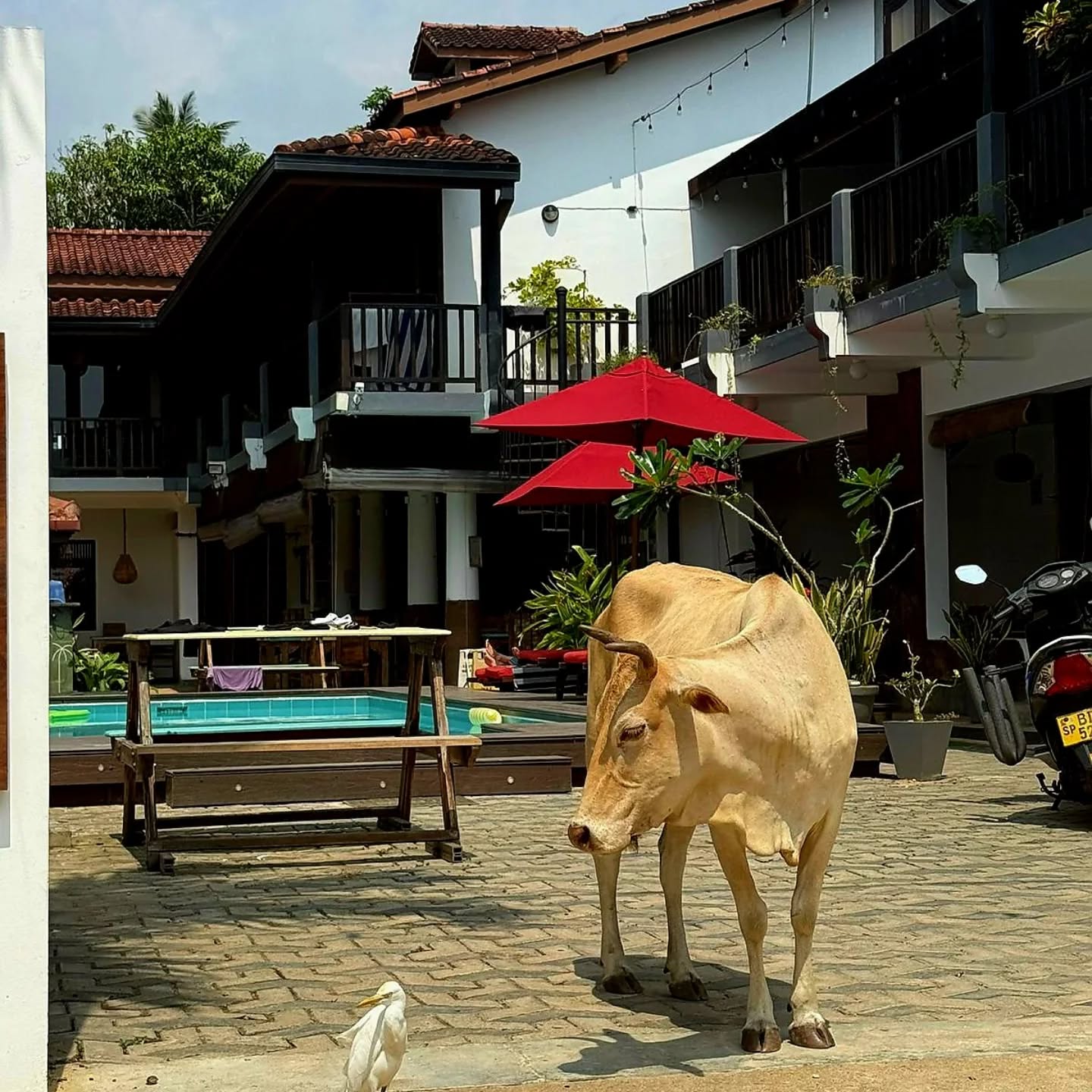 Late availability to mooooove into Lion's Rest.
DM us for last-minute rates 🐄✨🌴
#lionsrest #gurubebila #weligamasurf #srilankatravel #surfsouthsrilanka