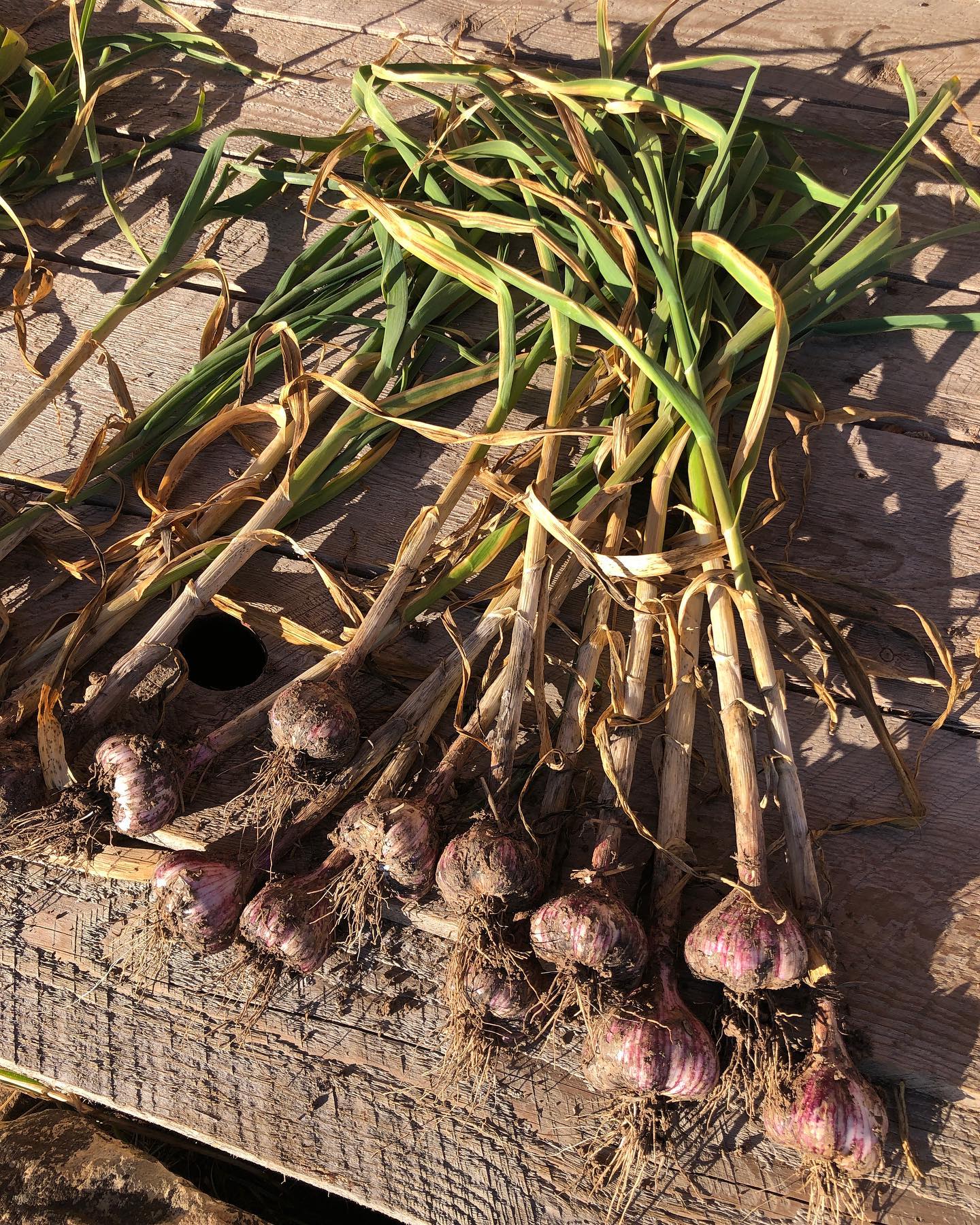 Garlic is our favorite time of year!
#farming #sustainablefarming #farminglife #naturalfarming #farmingpics #regenerativefarming #smallscalefarming #biodynamicfarming #familyfarming #farmingagphotos #ecofarming #womenfarmers #womanowned #womeninag #farmerlady #familyfarm #soilbuilding #pastureanimals #smallfarm #smallagriculture #feedingcommunity