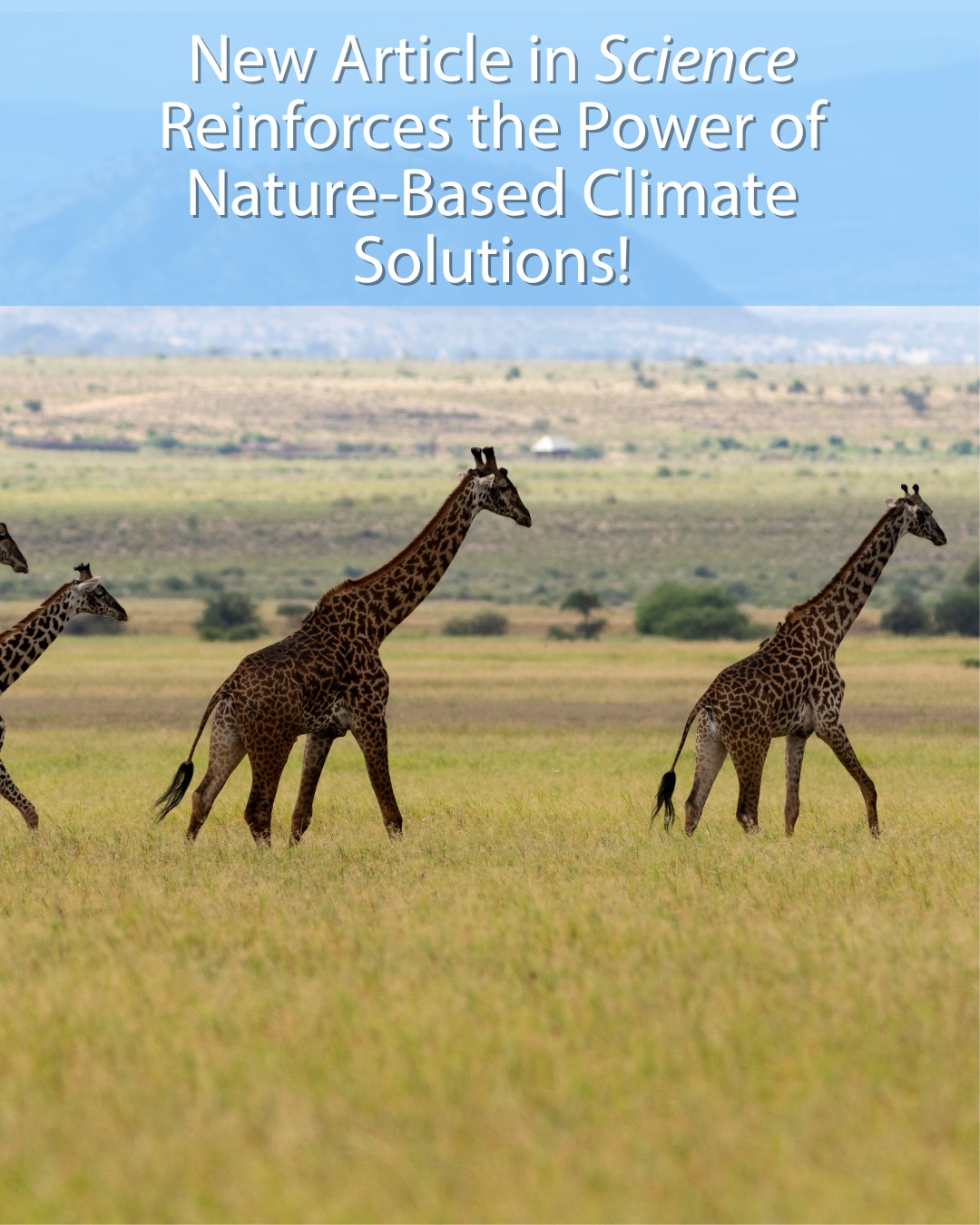 A new peer-reviewed study in "Science" adds to growing evidence that well-managed grazing can turn grasslands into net carbon sinks 🌱
Nature-based solutions like regenerative land management and soil carbon sequestration can deliver real climate benefits, while also supporting biodiversity, food security, and resilient communities. This is the foundation of CarbonSolve’s work , along with partners in Kenya and Tanzania.
Read the paper here! https://www.science.org/doi/10.1126/science.aea8344