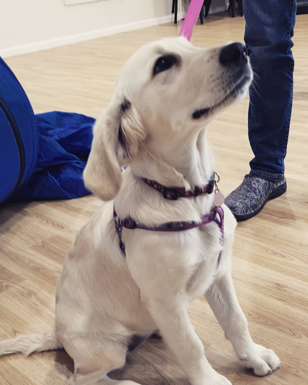 The beautiful Zoe, complete her 5 week puppy class yesterday. She has some great focus once we got her brain channeled in the right direction and her amazing owners put a lot of homework in to teaching her good behaviours 😍
#puppiesofig #puppybehaviour #puppysofbrighton #puppyschool #puppyschoolbrighton #puppypower #puppyfun #puppytrainingbrighton #puppylife #puppysocilisation #puppytraining #puppylifeskills #apbc #abtc #clinicalanimalbehaviourist #cutepuppy #goldenretriever #goldenretriever #goldenretrieverpuppy #blonde #goldendoodlesofinstagram #goldenretrieversofinstagram