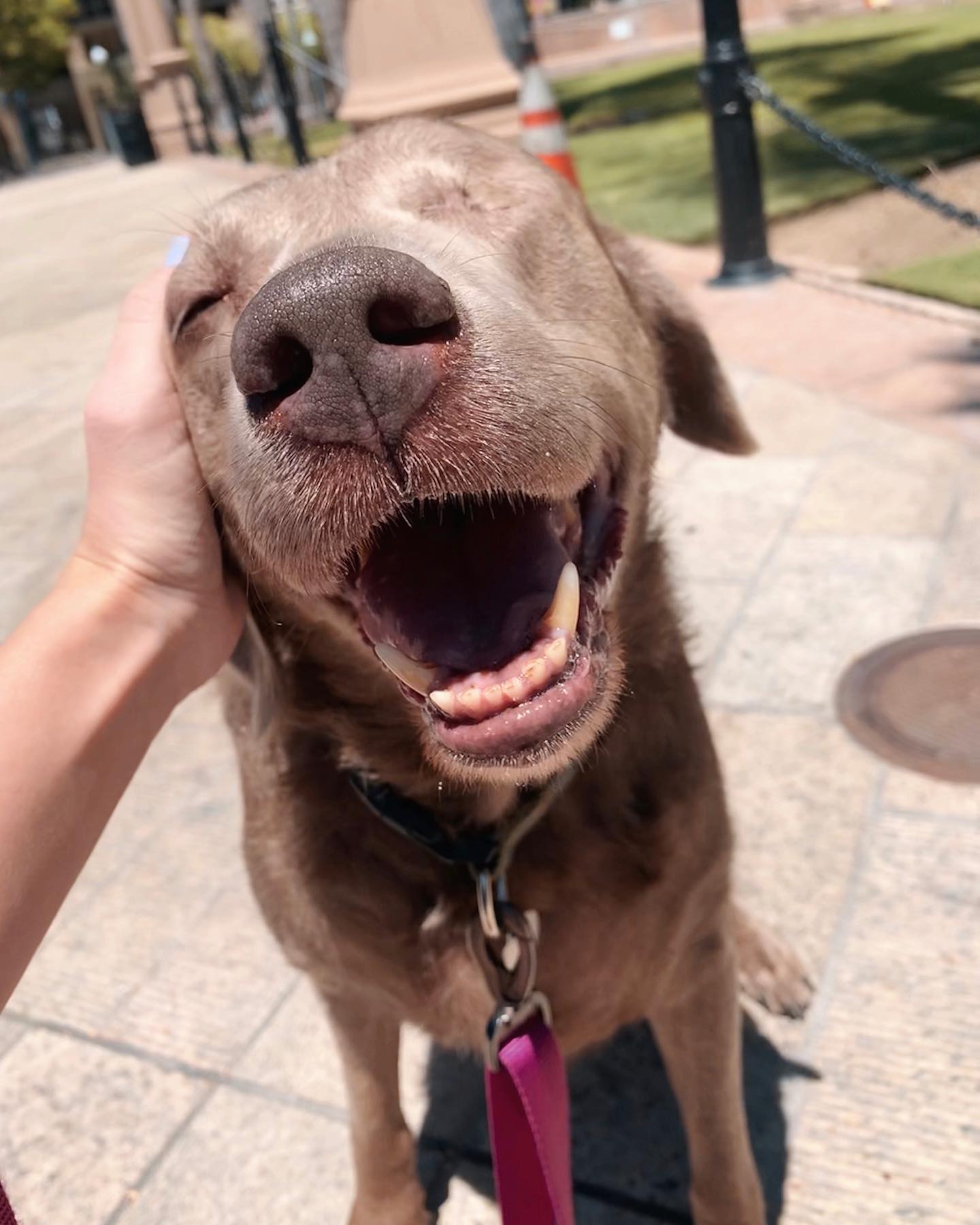 Ah yiss, #scritches 🐶