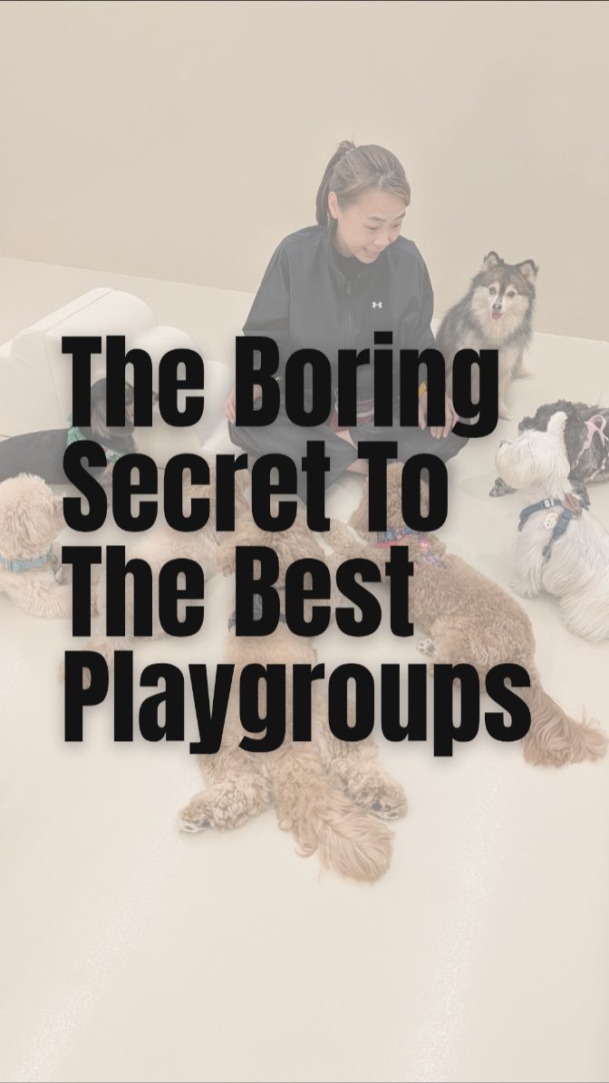 Everyone loves a good zoomie session, but...
We know safe play starts with a calm mind. We know, we know... how 'boring' it sounds. It might not look like a 24/7 party, but itโs the safest way for dogs to actually learn how to exist together. ๐งโโ๏ธ
People think the 'hero' is the one letting 20 dogs run for 8 hours. Weโre happy to be the 'anti-hero' who says 'no' to overstimulation. โ
Safety isnโt always the loud option, but itโs always the right one.
#FurryFriday #CalmnessFirst #DogBehaviour #ArousalRegulation #DogsOfSingapore