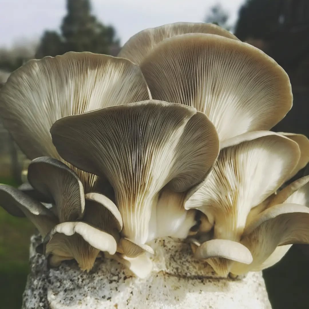 The best oyster angle. #mushroomgrowkit #mushroomcultivation #mushroomkit #mushroomgrowing #mushroomfarm #Pleurotusostreatus #blueoyster #greyoystermushroom #gourmet #mushroom #mushlove #fungilove #fungiphotography #mushroomsofinstagram