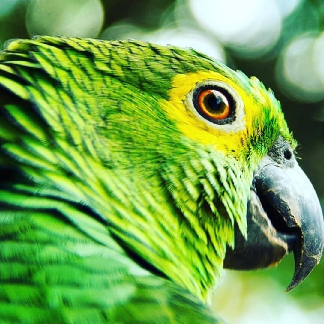 Gorgeous Green Parrot in Forest
“Parrots imitate sound so that they can fit in with their surroundings. These social birds don’t like to feel like they’re missing out, so they mimic sounds they hear around them to communicate. They don’t have vocal cords as humans do, they use the muscles in their throats to direct the air differently, which allows them to mimic sounds such as a ringing phone, creaking door or a barking dog. Parrots are known for being smart creatures. Not only are they capable of mimicking human speech but they can also add, subtract and understand the meaning of zero. Parrots are smart because they have a brain neural circuit similar to primates, including humans.” – www.chipperbird.com
Photo by @joycelcy_macro
Subscribe to @trilliontreescampaign for more inspiring nature content and to connect with easy ways to plant trees around the world.
One of the easiest ways to create more bird habitat is to help plant trees by switching your web browser to @Ecosia to plant trees for free while you search the web. Ecosia.org is the ‘search engine that plants trees’ by donating 80% of their advertising revenue to effective tree planting projects around the world with a focus on biodiversity hotspots.
#trilliontreescampaign #trilliontrees #reforestation #generationrestoration #birds_captures #nuts_about_birds #eye_spy_birds #bird_brilliance #wildnature #wildlife #wildlifehabitat #habitat #biodiversity #wildlifeplanet #wildlife_inspiration #wildanimals #naturephotography #parrot #parrots #parrotsofinstagram #nature_inspiration #naturebeauty_pix #naturemeditation #naturelifeearth #loveforests #birdsofinstagram #birdstagrams #birdslovers #nature_brilliance_birds #birdstagrams