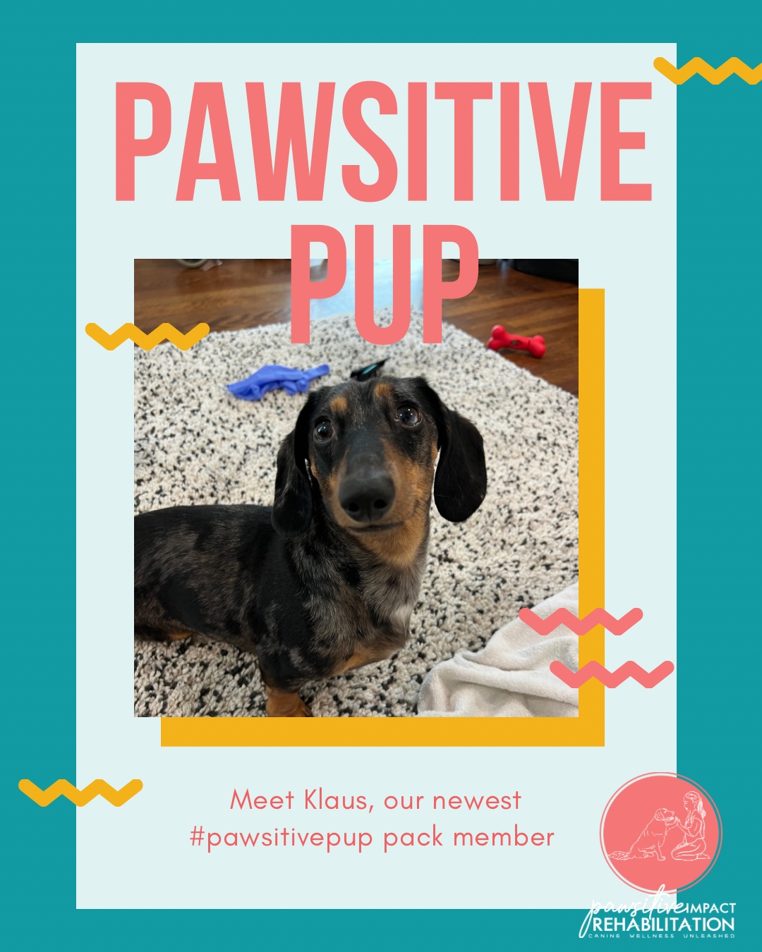 Welcome to Pawsitive Impact Rehabilitation, Klaus 🐾💙
Klaus is joining us following spine surgery, and we’re honored to support him on his rehabilitation journey. Our focus is on comfort, strength, and helping him live his fullest life with confidence and care. He’s already showing incredible resilience, and we’re grateful to be part of his team. ✨💪