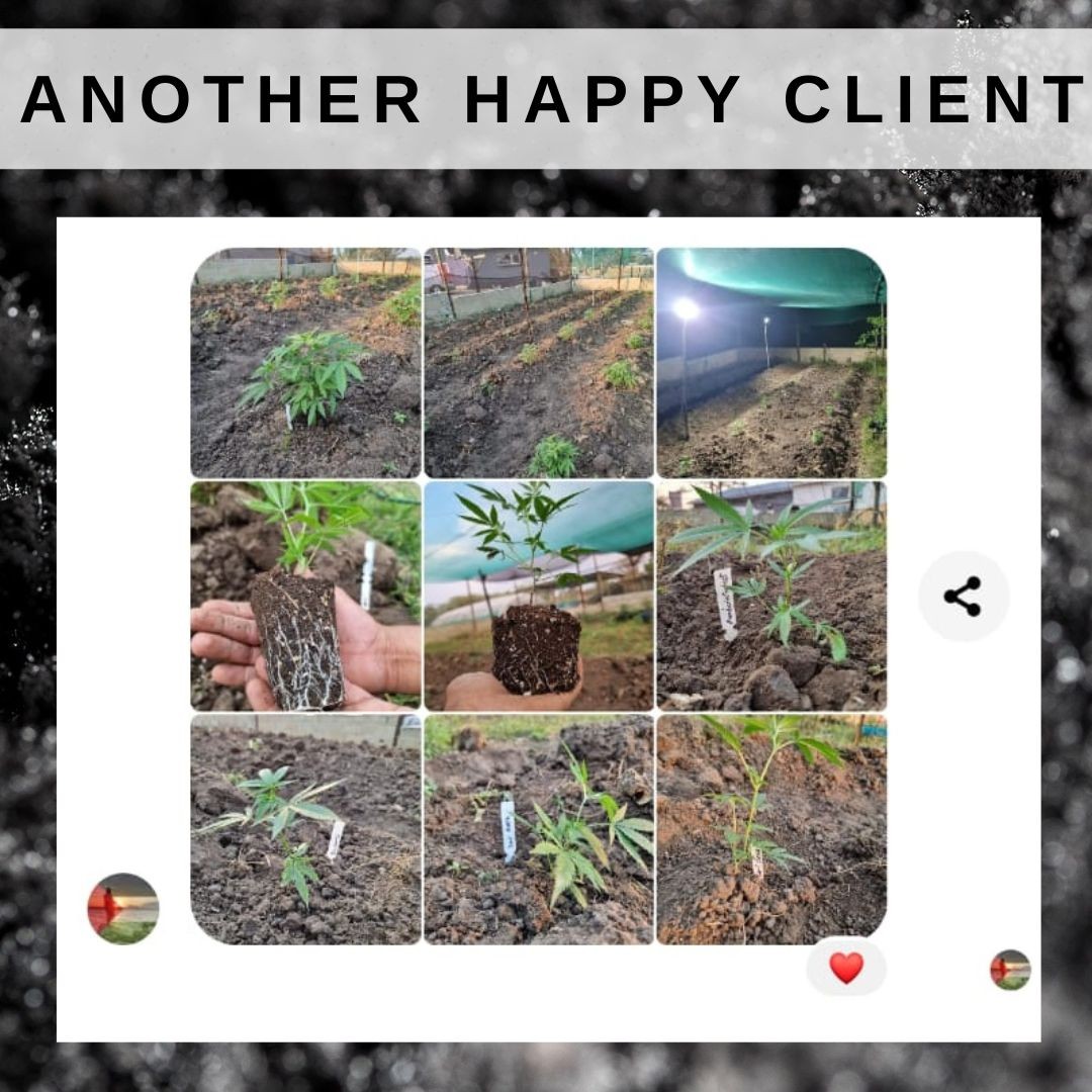 With a little supplemental lighting, you can turn clones into bushed like this happy grower! Don't be scared, give clones a chance! available at www.cannacuts.co.za