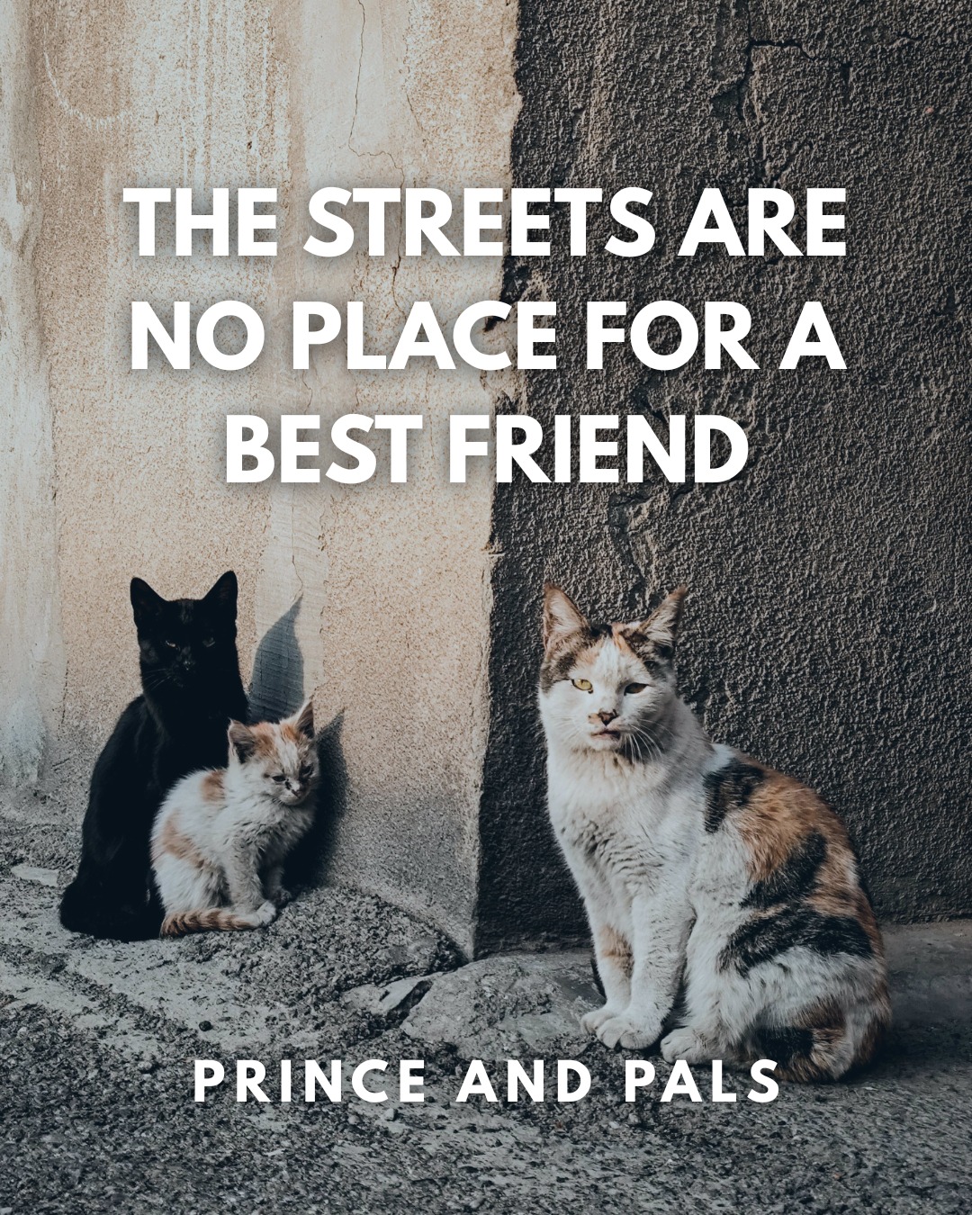 Every animal deserves a safe, loving home. 💙 Stray animals face hunger, harsh weather, traffic, and danger every single day. By adopting, fostering, or supporting your local shelter, you're helping get vulnerable pets off the streets and into the care they deserve. Together, we can make sure no animal is left behind. 🐾
#princeandpals #adoptdontshop #petadoption #animalrescue