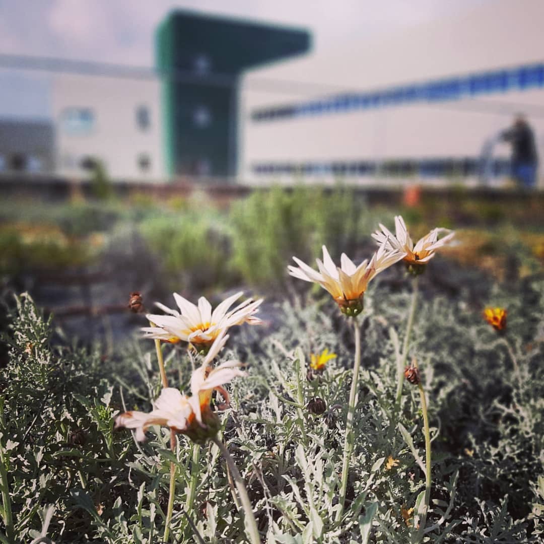 a day at the office
@dhlexpress
#greenroof, #בנייןצומח, #bldveg, #גגירוק, #oikosteges, #גגצומח,, #israel, #dhlexpress, #dhlisrael, #greenbuilding