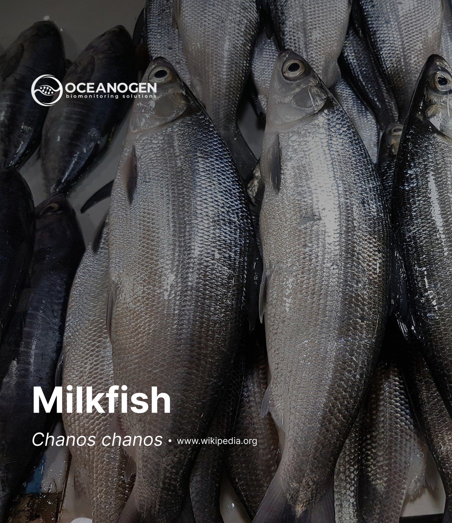 Chanos chanos, a high commercial species detected by DNA barcoding analysis.
—
Website oceanogen.com
Email contact@oceanogen.com
Instagram @oceanogen