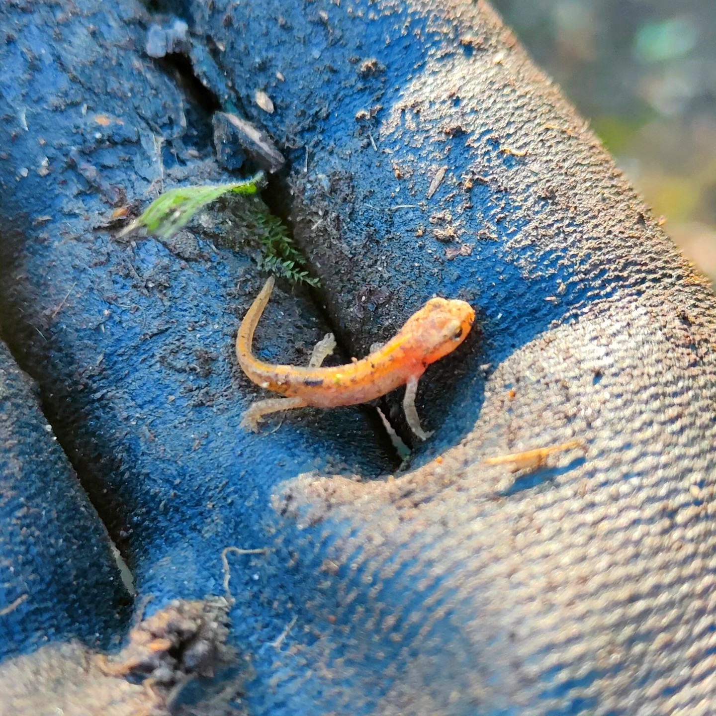 "Discovered these tiny baby newts while weeding in the gardening today! Had to give them a helping hand to a safe spot. 🦎💚
#nature #newt #gardening #garden #outdoors #bloomsford #horticulture #weeding #westmeon #southdowns #nature #naturephotography #gardeninglife #gardeninglove