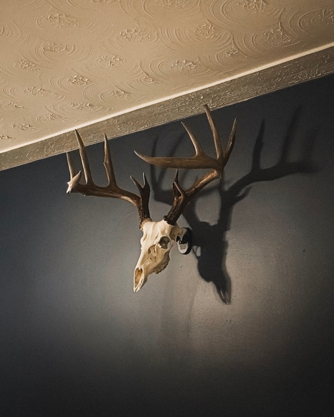 Jacob Tyler sent us a pic of his new trophy mounted on our UX1 Mini system. Love it Jacob!
.
.
.
#uroadx #deerhunting #whitetails #euromount