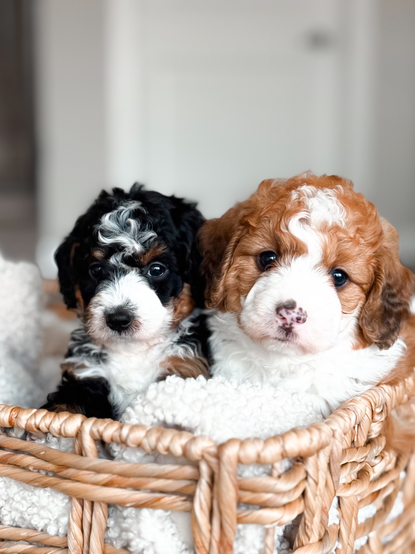 F I V E week update on our Adventure Awaits litter of Tiny Bernedoodles. They are just darling if I do say so myself.
This little crew is doing fantastic with their daily curriculum, closed door crate sessions with a sibling, and pottying on their potty trays so well!
Applications are open for this litter. Apply on our site!