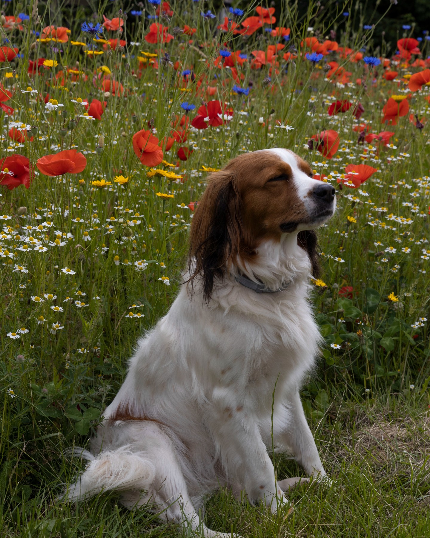 Lentekriebels! #kooikerhondje #kooikersofinstagram #kooiker