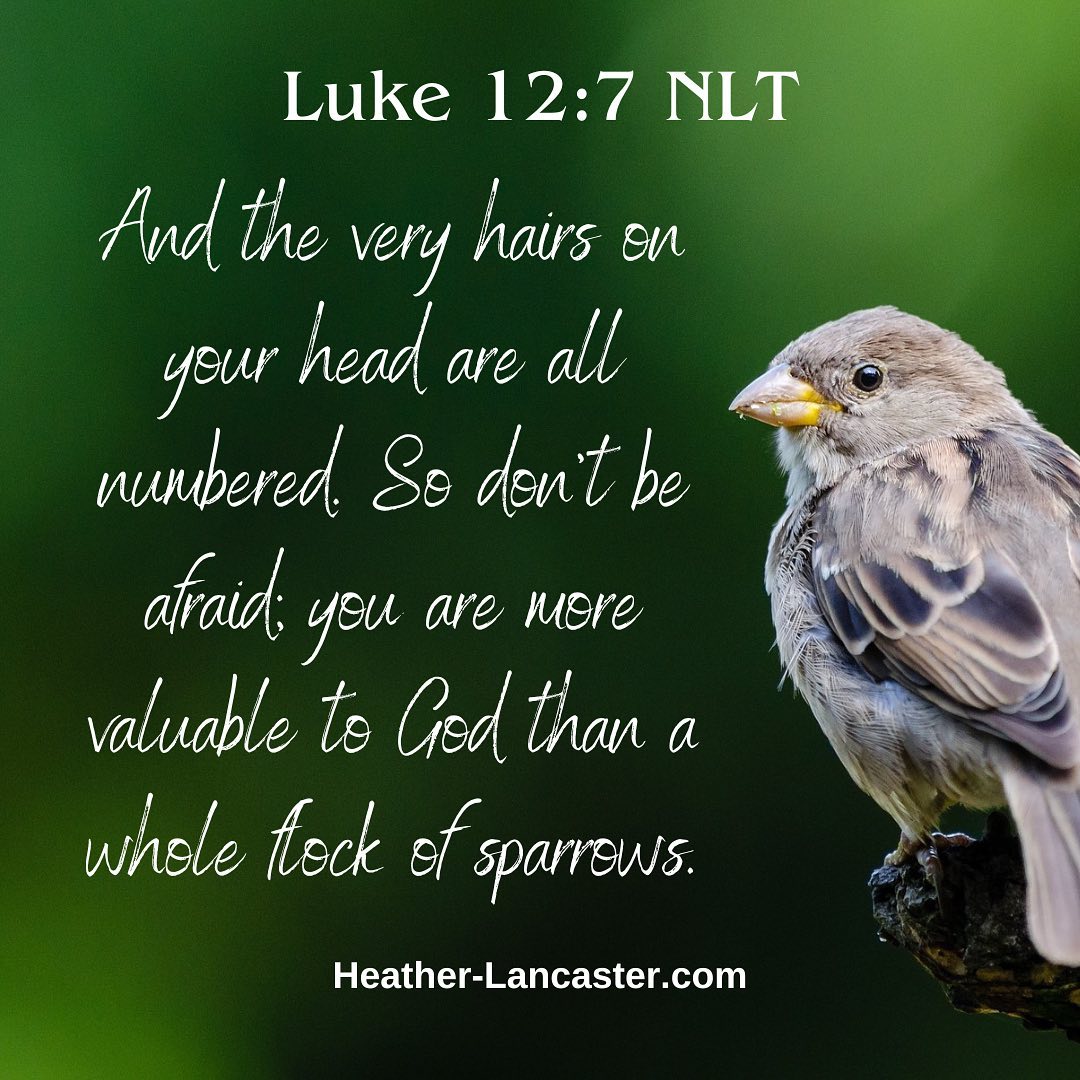 We have a little finch that's built a nest in a wreath on our front door. She's currently incubating five little eggs, which we're laughingly calling our "grandeggs." 😂 Every night, I creep over and turn off the porch light, trying not to wake her up.
Last night, we had lots of thunderstorms. Wind, rain, thunder, and lightning. When I went to turn off the porch light, our little birdie mama was sleeping soundly, despite the weather raging around her.
I stood there and watched her sleep for a minute and just smiled. I was reminded of the old song, "His eye is on the sparrow, so I know He watches me." She had peace, knowing she was protected regardless of the storms. How much more should we rest in the storms of life, knowing the God is protecting us.
Do you have peace in your storm? If not, ask God today to help you see how much He has you in His loving embrace. Just as God was protecting our little finch during the storm, He has you too! #encouragement #ChoosingToOvercomeYourFears
