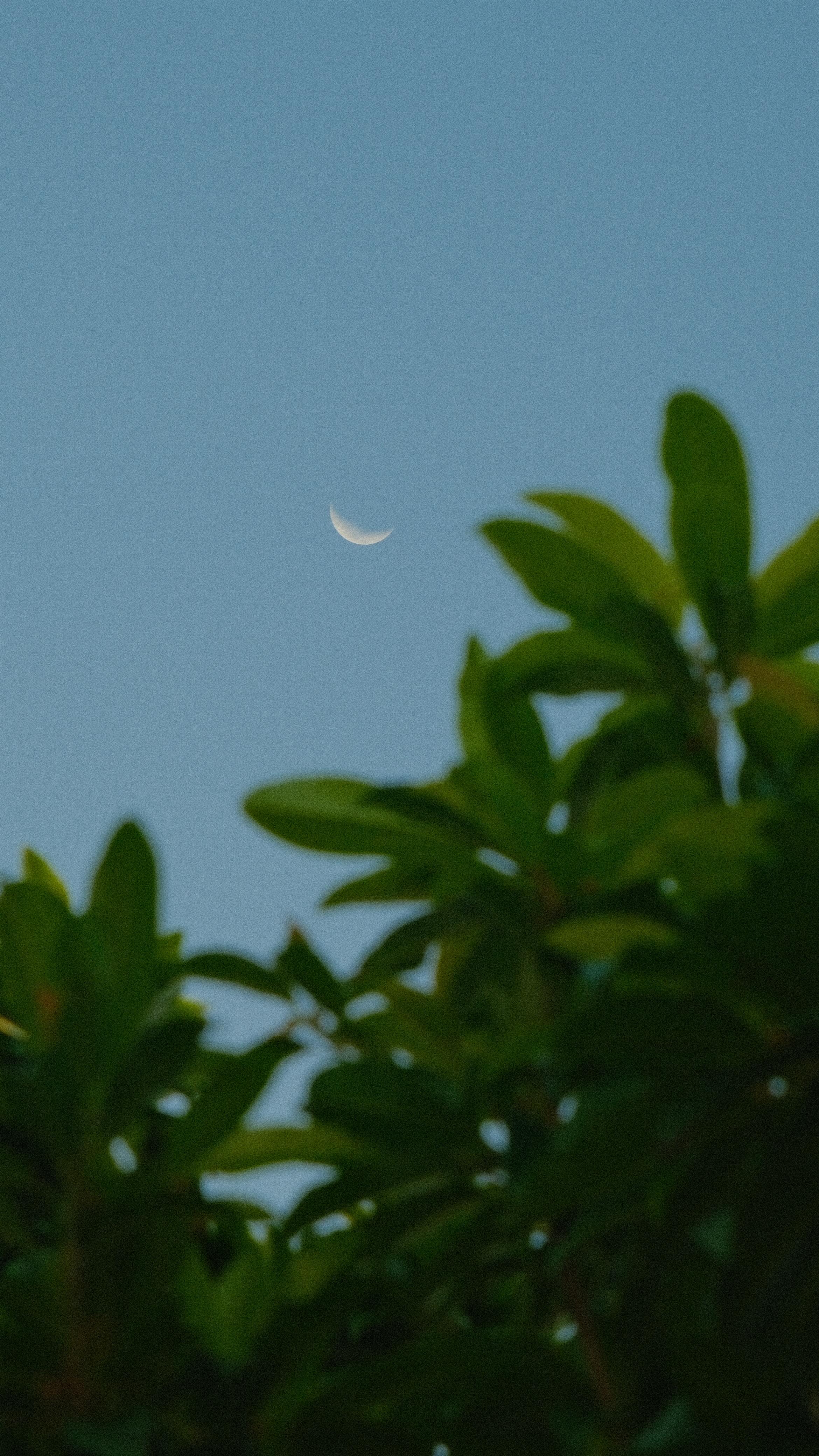 There is a quiet here that isn’t empty — it’s alive.
In the way the palms move with the breeze.
In the rhythm of the tide meeting the shore.
In the birds calling through the morning light.
In the way the trees, the plants, the water, and the animals all speak in their own language of calm.
This land holds a frequency of slowing down, listening, and remembering what your nervous system feels like when it finally feels safe.
When you come to Ix Chel, you’re not just arriving at a place — you’re stepping into a softer pace, a deeper breath, and a way of being that invites presence back into the body.
Some things can’t be explained.
They can only be felt.
And this is one of them. 🌿🌊
#IxChelWellnessResort #BelizeRetreat #EcoLuxuryTravel #NatureHealing #SlowTravel