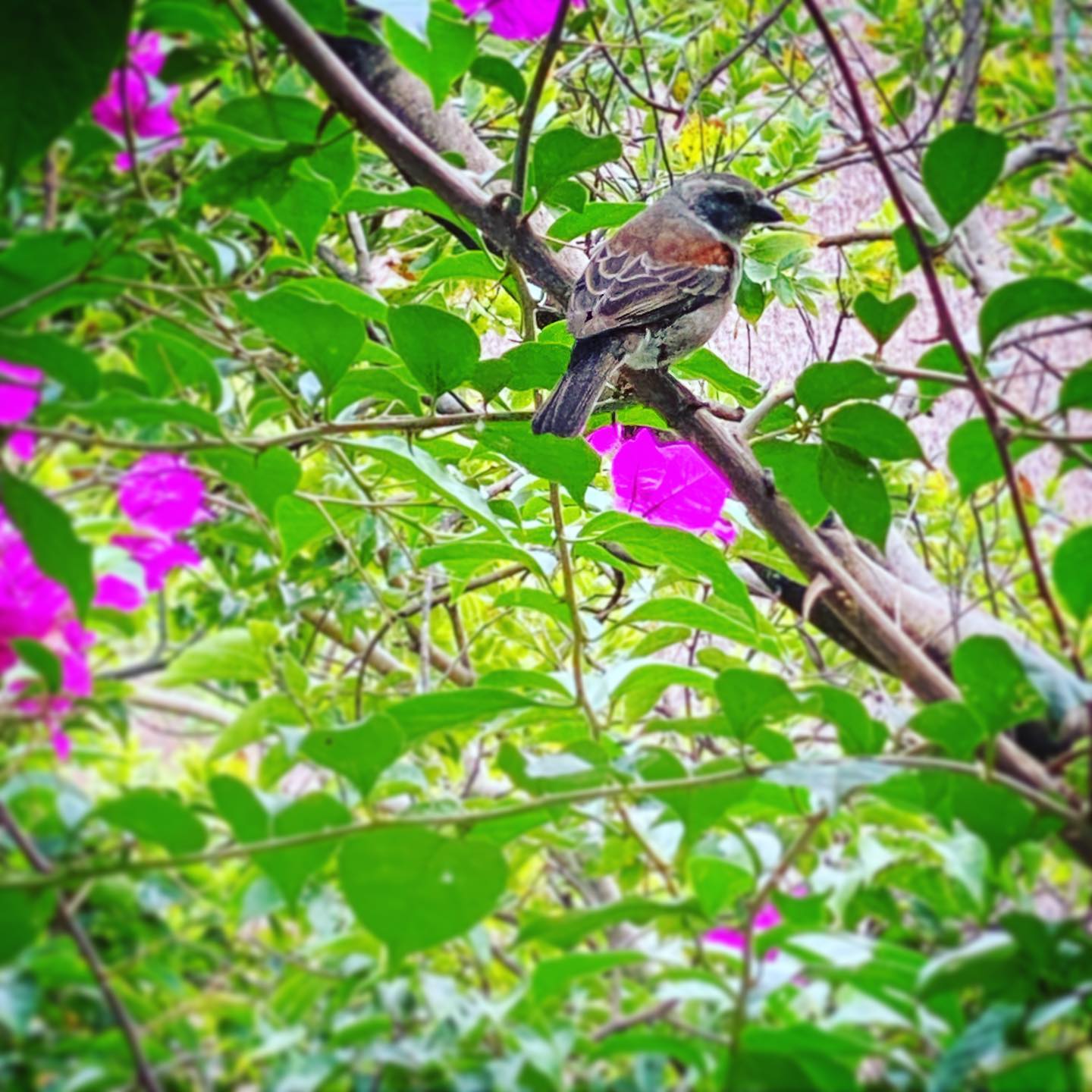 This little lady sitting just outside our window teasing the cats 🐦 🐱 #sparrow #rivergladesestate #southafrica
