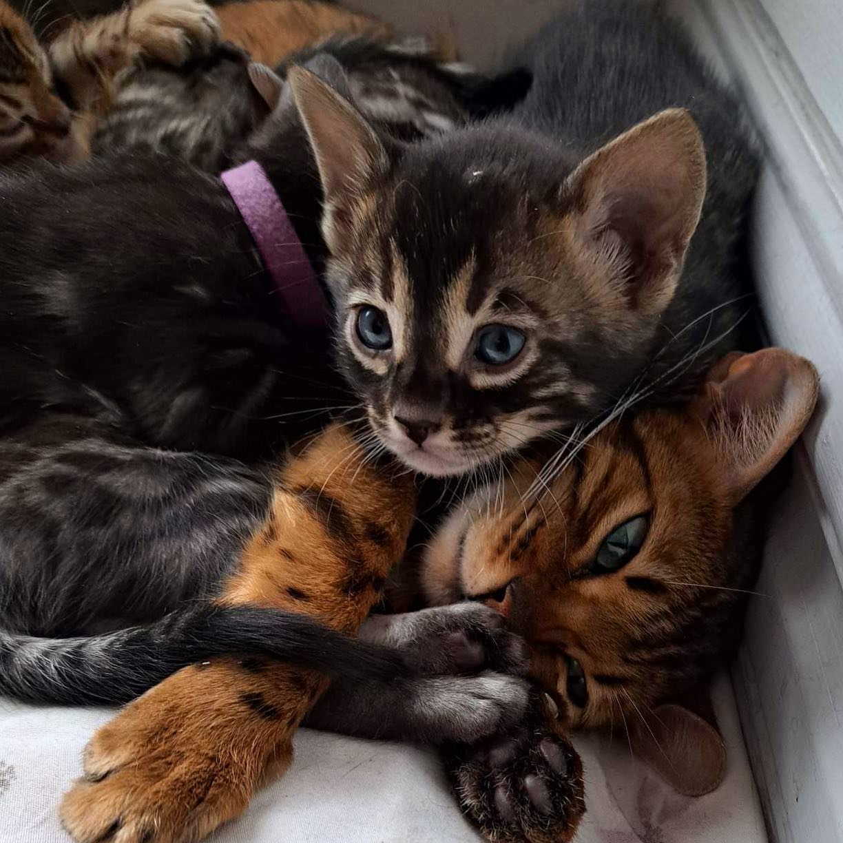 Une superbe maman 😘 Loba👑
#proudmommy#kitten#kitty#bengal#brownspottedbengal#charcoalbengal# bengal#catofmylife#catlover