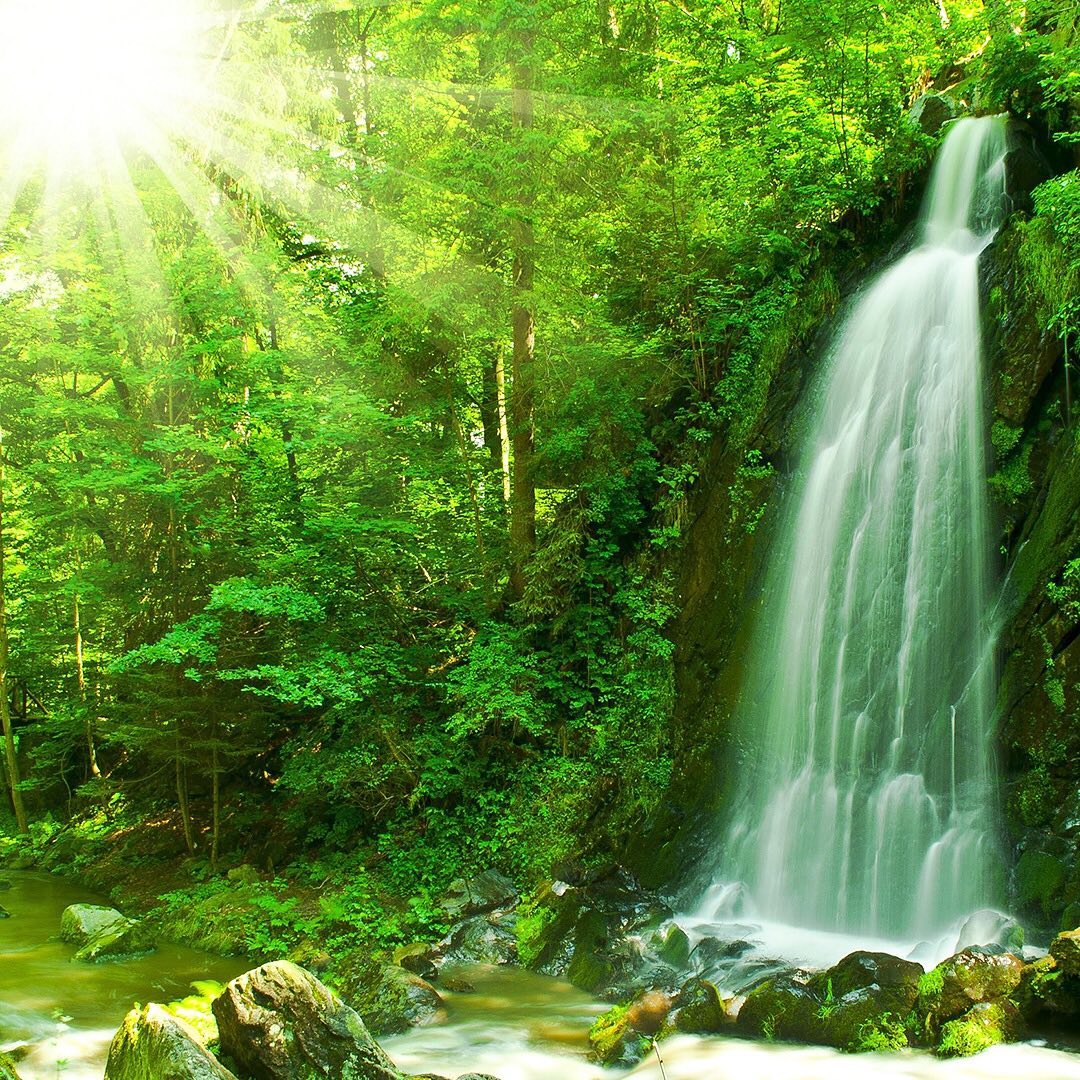 “The role of tropical forests in regulating global climate and weather patterns – especially rainfall and temperature – is of fundamental importance not only to poor rural farmers in the tropics, but to farmers and policymakers as distant from the tropics as the Midwestern United States and Texas, China and Mongolia, Canada, Siberia, northern Europe, and Scandinavia. Tropical forests return up to 90 percent of the rainfall they receive to the atmosphere, and winds passing through tropical forests produce twice the rainfall as winds passing across open lands. At regional scales, this makes forests vitally important to agriculture.” From the report ‘Ecosystem Services from Tropical Forests: Review of Current Science’ by Katrina Brandon
One of the easiest ways to help fortify and expand tropical forest cover every day is by switching your web browser to @Ecosia to plant trees for free while you search the web. Ecosia.org is the ‘search engine that plants trees’ by donating 80% of their advertising revenue to effective tree planting projects around the world with a focus on biodiversity hotspots.
Subscribe to @trilliontreescampaign for more inspiring nature content and to connect with easy ways to plant trees around the world.
#trilliontreescampaign #trilliontrees #reforestation #generationrestoration #watersource #waterfall #waterfalls #waterfallsofinstgram #waterfallhunting #waterfalllovers #wildnature #naturebeauty #naturetherapy #incrediblenature #beauty_of_nature #naturegrams #givebacktonature #nature_inspiration #naturebeauty_pix #naturemeditation #natureinspiredbeauty #naturelifeearth #mothernaturerocks #naturephotography #treeplanting #planttrees #waterislife #freshwater #watersheds #forestphotography