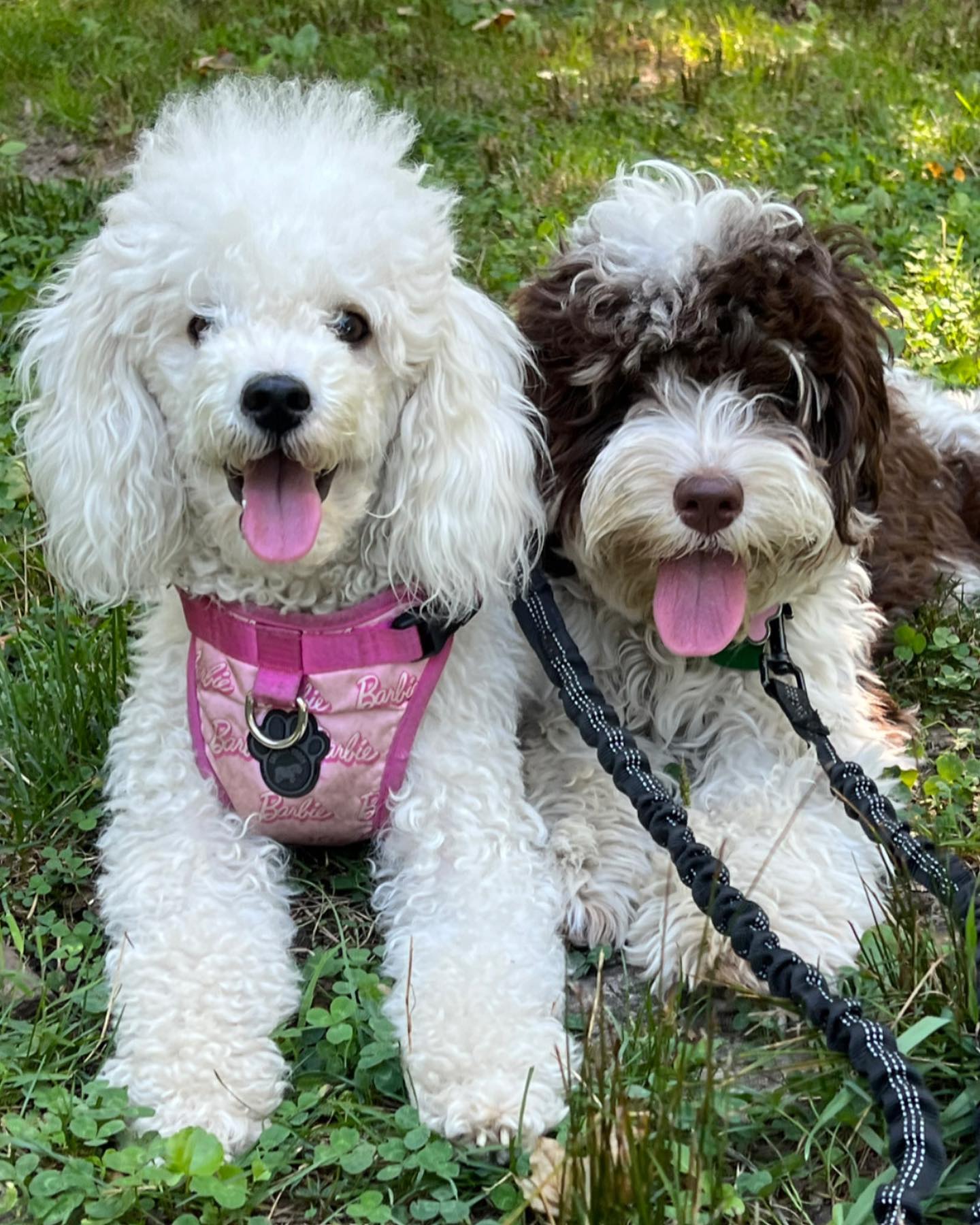 Sugar & Lux ❤️