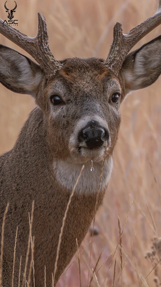 Sometimes you get lucky during the rut and the deer don't really mind your company as they're busy competing for breeding rights. This buck let me watch him drink for a few minutes before walking over to a tree to rub his scent on a few high branches.
Photography by @ascwildlife
.
.
#wildlifephotography #whitetail #deer #coloradowildlife #buck