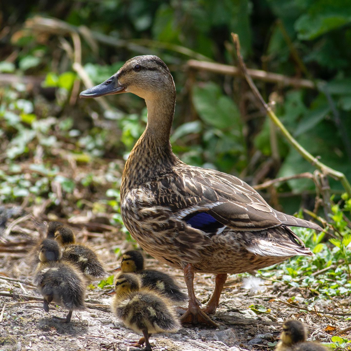 A site that will soon be unfolding all over the UK and Northern Hemisphere as we enter the spring and summer. This female Mallard watched dutifully as her chicks wandered down this track, never taking her eye off me. The light, softened and dappled by the foliage made this shot!! @canonuk @canon.photographers #photo #photooftheday #photography #photographer @birds_uk_photography #birdsofinstagram @best_birds_of_world
