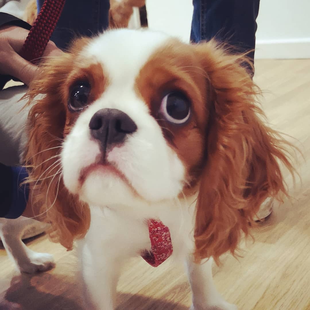 Suki the gorgeous cavalier ❤️ She doesn't always look so sad with those big eye and learnt so well at puppy classes.
#puppyclassbrighton #puppiesofig #puppybehaviour #puppysofbrighton #puppyschool #puppyclasses#puppytrainingbrighton #dogbehaviouristlife #dogbehaviourist #dogbehaviouristsussex #puppiesofinstagram #puppiesofig #spanielpuppiies #cutestpuppy #cavalierkingcharles #cavaliersofinstagram
