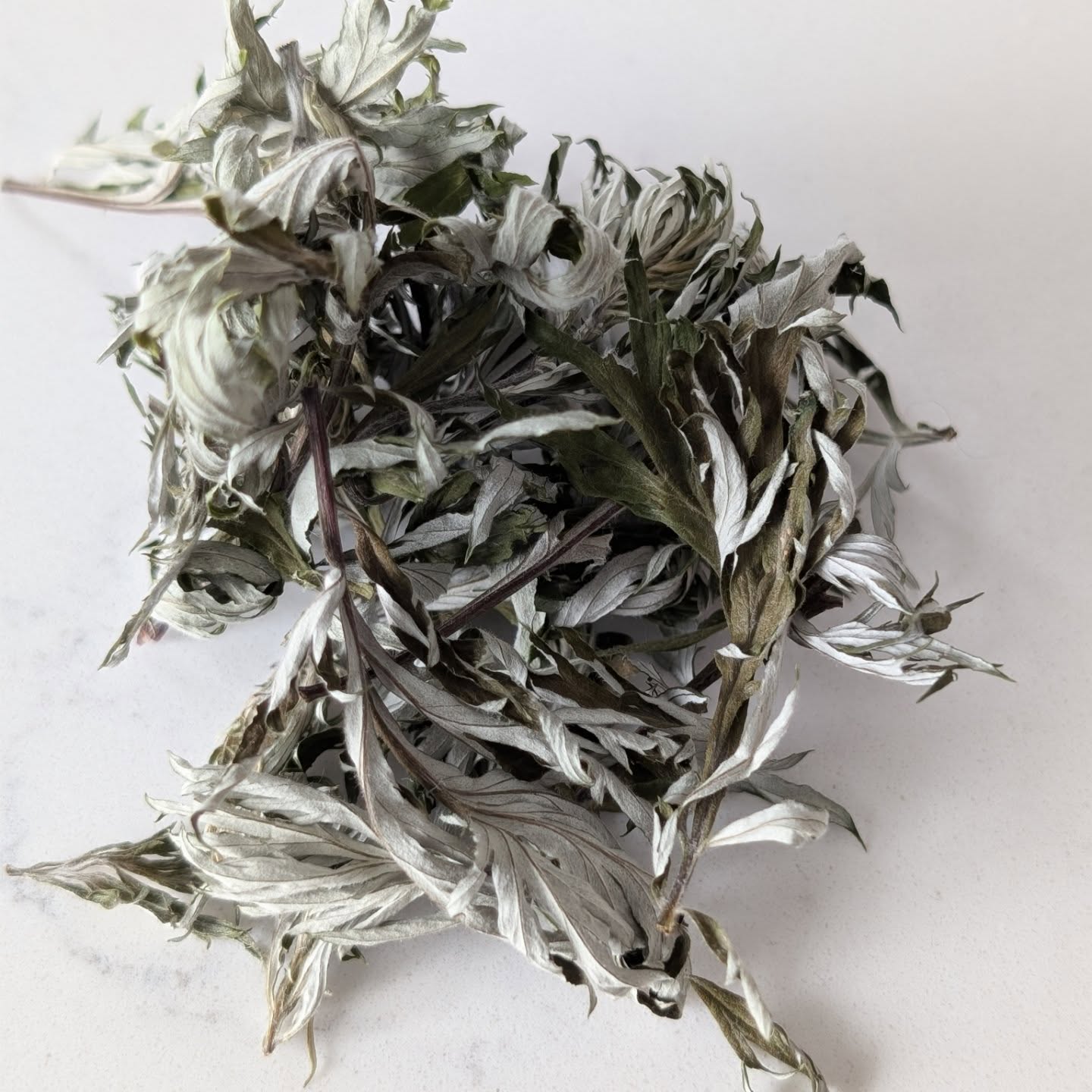 Mugwort has many uses in both herbalism and mysticism.
Mugwort is a bitter, pungent and aromatic plant, that has an affinity for the liver, digestive, nervous, and reproductive systems. Helping to bring warmth and movement to these areas. Mugwort is a Qi mover. Mugwort is both warming and cooling. Most bitter herbs are cooling, but with Mugwort's high volatile oil compounds- this brings additional warmth. Physiologically, mugwort is also a gentle antiparasitic as well.
Avoid during pregnancy, as Mugwort is an emmenagogue, and can cause the uterus to contract. This herbal action can be so helpful for those who deal with slow to start menses, or amenorrhea. Peristeaming with Mugwort would be good in this instance
For those wishing to deepen their intuition, connect to their dream state, or subconscious mind- Mugwort is a great plant to work with. Creating an infused oil, incense, or even a dream satchel can be helpful in these endeavors. Mugwort is a great plant ally to connect with during times of transition, when you aren't too sure of the next steps. Which I feel is such a potent plant for this near end of the snake year, as we are in the final weeks until the transition to the year of the fire horse.
Here at EWA, we use home grown and locally grown mugwort in our Cycle Support Tincture, Mugwort Tincture and Mystical Mugwort Oil.
***For educational purposes only, this is not meant to diagnose, cure or treat any ailment. Speak with your healthcare provider if you have questions