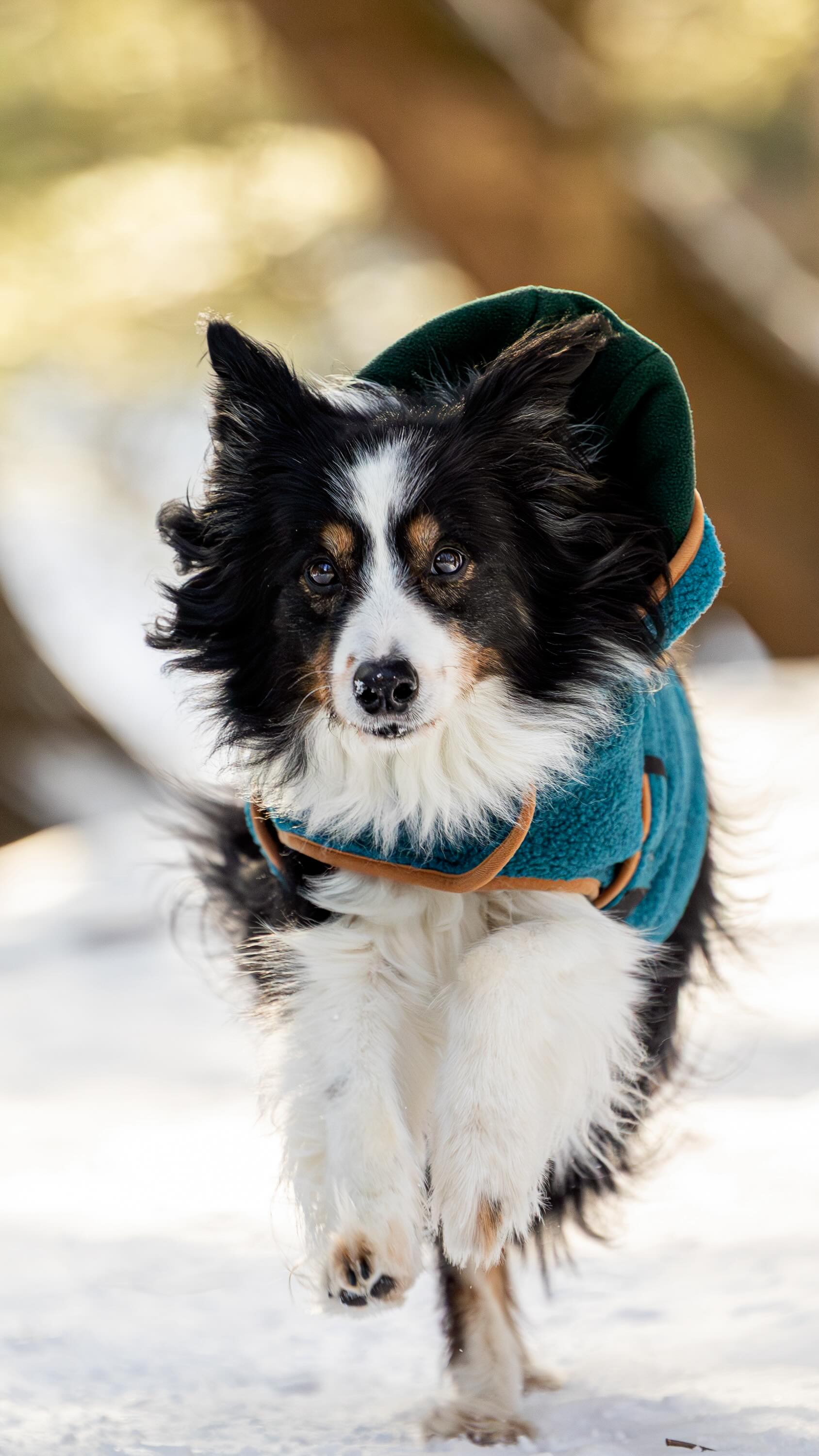 Hanging in the woods with Ranger looking all handsome in his @wilderdog jacket 🐾❄️