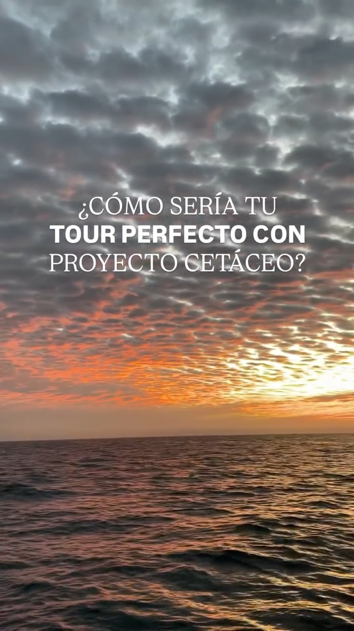 Arma tu tour perfecto eligiendo entre cada opción y cuéntanos en los comentarios cuál sería tu combinación ideal. 🤩
¿Amanecer o atardecer? ¿Grupo de ballenas o mamá con ballenato? ¿Orcas, delfines… o lo que el océano quiera regalarnos?
Aquí siempre hay espacio para la sorpresa y créenos, el mar siempre tiene algo que mostrar. ✨
— ENG —
Build your perfect tour by choosing from each option and tell us in the comments what your ideal combination would be. 🤩
Sunrise or sunset? A pod of whales or a mother with her calf? Orcas, dolphins... or whatever else the ocean has in store for us?
There’s always room for surprises here, and believe us, the sea always has something to show us. ✨
-
-
-
-
-
ballena jorobada, vida marina, océano, cetáceos, los cabos, avistamiento de ballenas, conservación marina, biología marina, especies marinas, educación ambiental, Los Cabos 2026