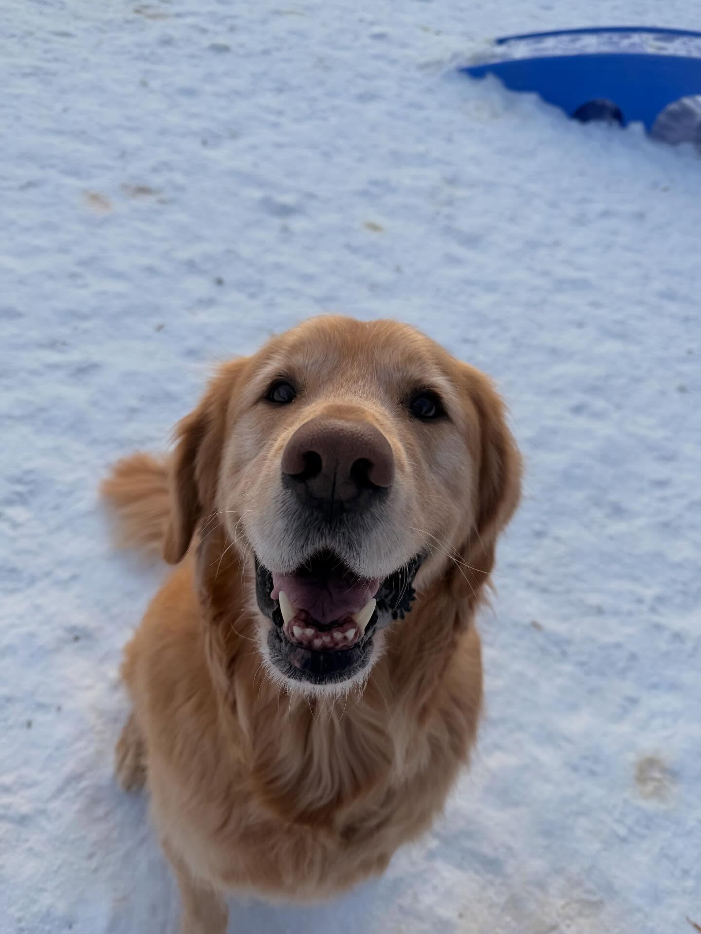 Making the best of the cold days! Lots of short playtimes and warm up breaks for these pups ❄️☃️