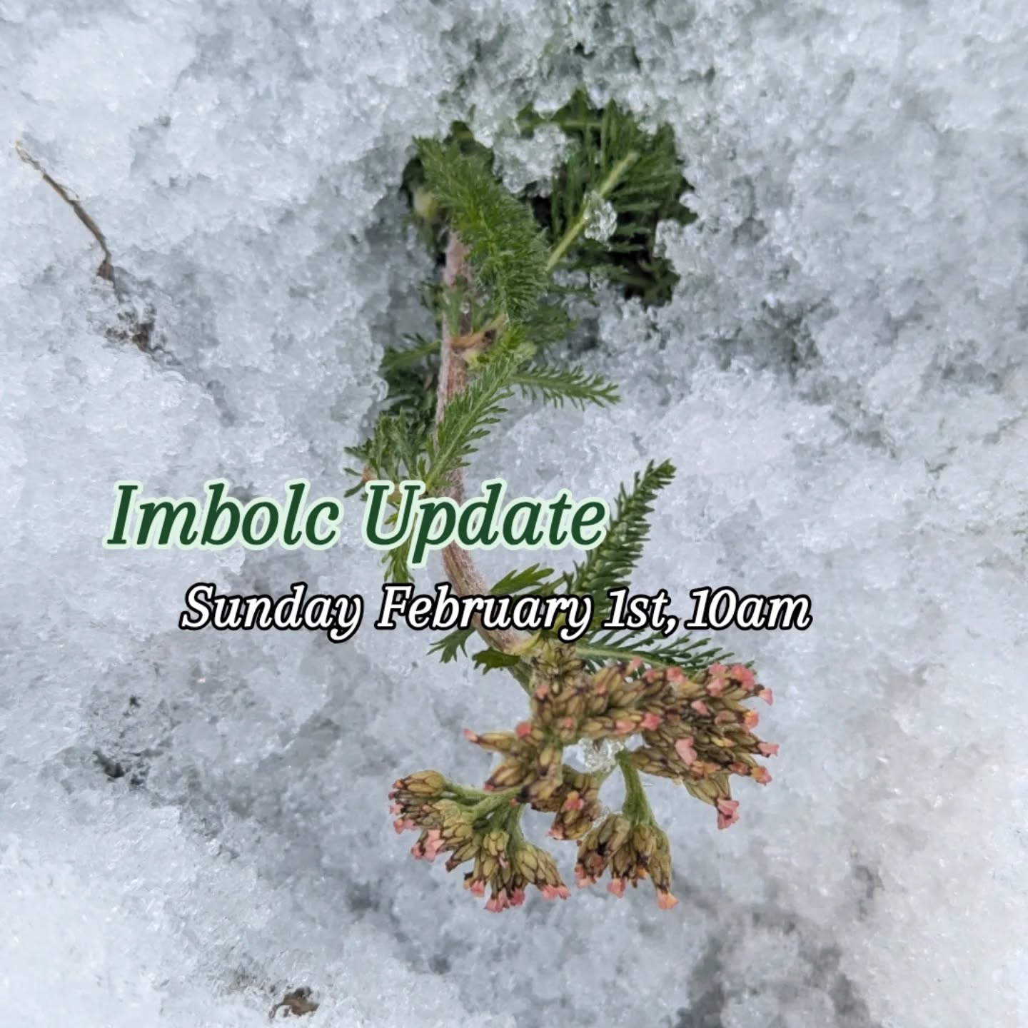๐ฏ๏ธ Imbolc marks the midway point between the winter solstice and the spring equinox, and is celebrated Feb 1-2. It is a reminder that life begins again, but we are still nestled in the belly of our earth mother for a little bit longer ๐. This is a great time to work with plants like Nettle & Dandelion.
Join me Sunday, February 1st at 10am for a humble website update. I'd love for you to mark your calender ๐ฟ. Here's a taste of what will be available.
- Botanical Face Serum (doubles as an oil cleanser) - infused with rose, calendula, yarrow, chamomile and marshmallow. ๐ผ
- Bulk organic herbs, and a selection of locally grown chemical free herbs 25g-100g options ๐ฑ
- Hyaluronic Acid Serum with Vitamin B5, Chamomile & Tremella Extract! ๐
- Valentine's Day bundles of Rose & Vanilla Massage Oil + Aphrodite Tea Blend ๐น
- Hydrating Marshmallow & Hibiscus ๐บ Infusion Blend (This has become my absolute favorite lately. It's so good. Hints of Rose too ๐ฅฐ)
- Vanilla Infused, and Peppermint Tallow Lip Balms
- Cleaning Vinegar ๐(Orange, Thyme, Cedar Infused)
- Plus some tinctures- Chaste Tree (progesterone support + more), a Liver Support blend, respiratory supports too (Usnea + Mullein), and of course nervous system remedies ๐ฟ my speciality.
Each order will receive a $15 off voucher for an Earth Anchoring Energy Healing Session with me at @thehealinghouseyxe ๐ซ
๐ Thank you so very much for your continued support.