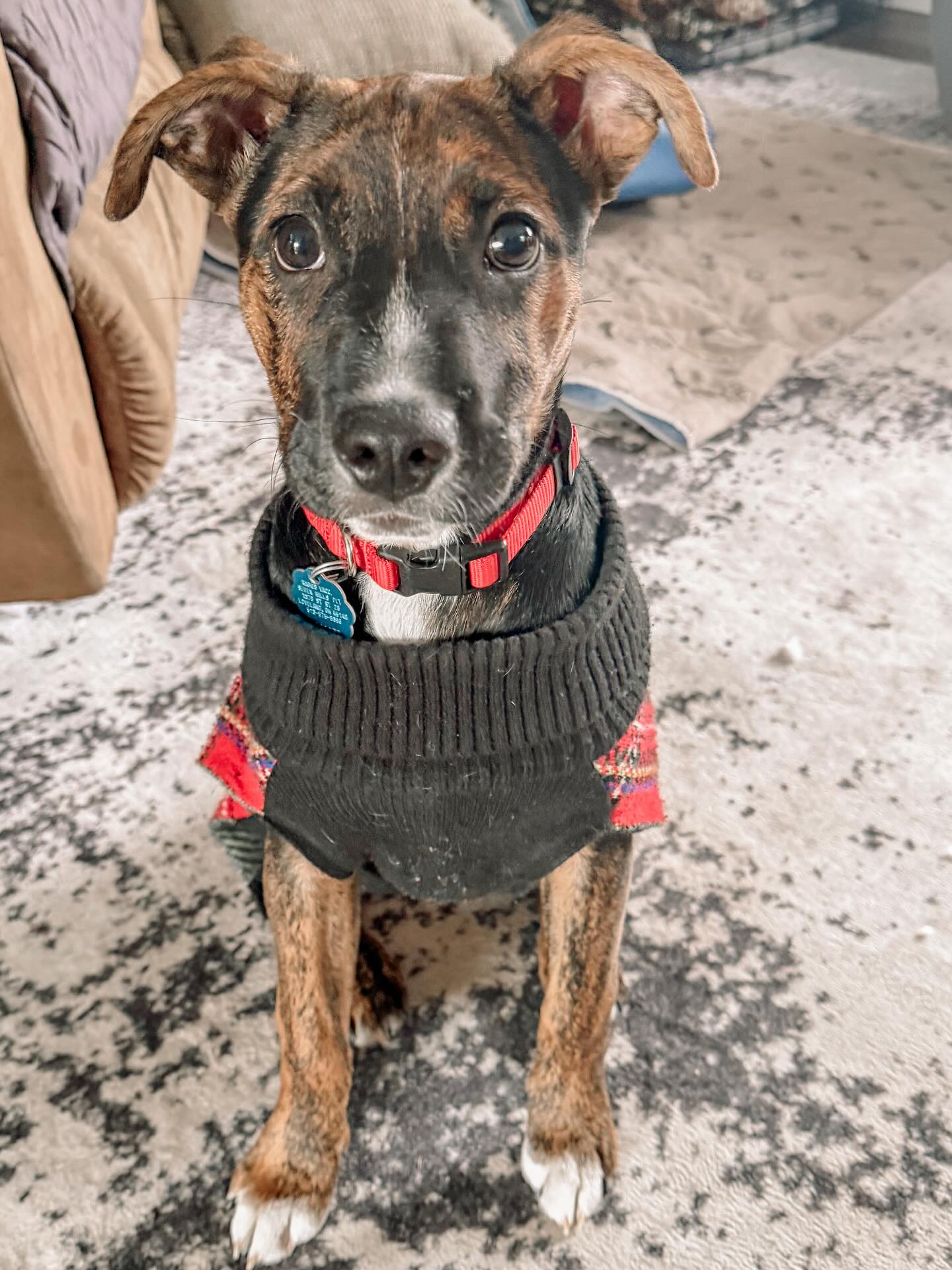 Training alongside kids who want to learn and really think things through is pure joy. It’s a bonus that this sweet girl is insanely lovable! 👧🏻👦🏼🧠🐾