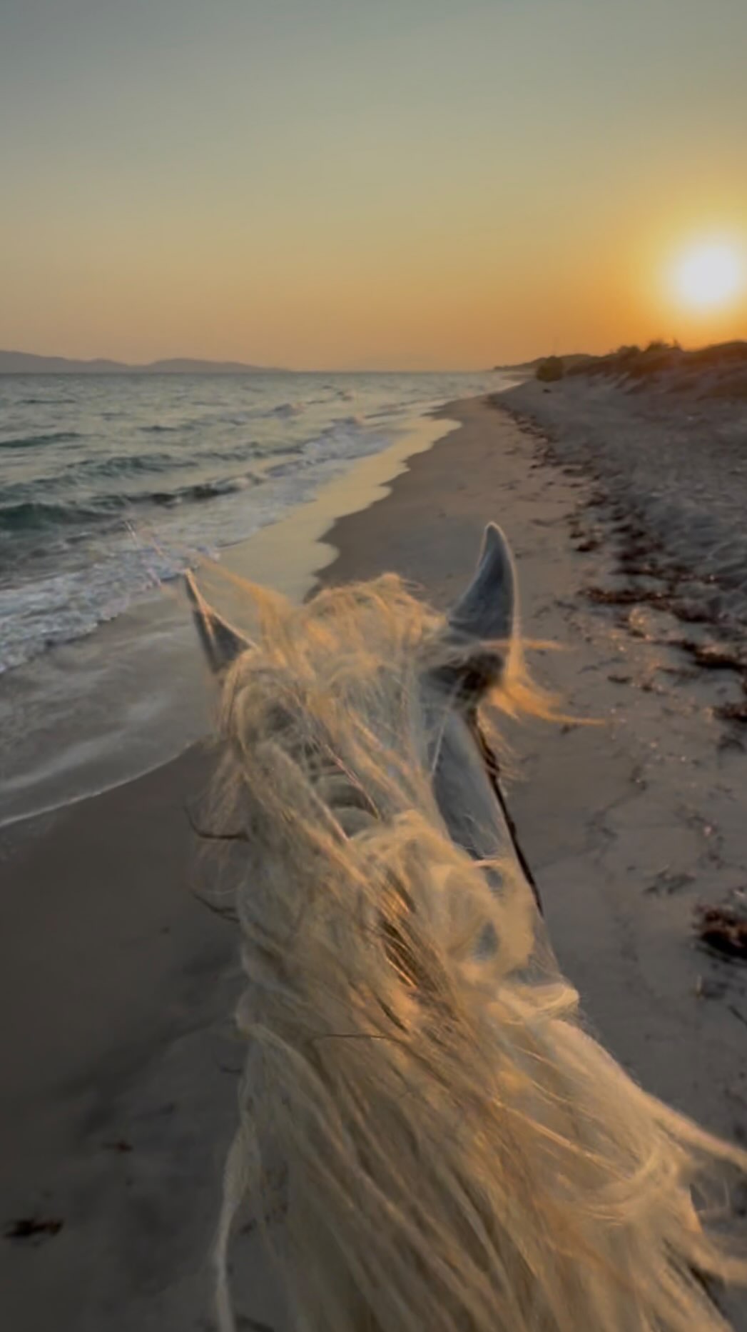 #saltlakestables #kos #horseridingkos #kosgreece #summervibes