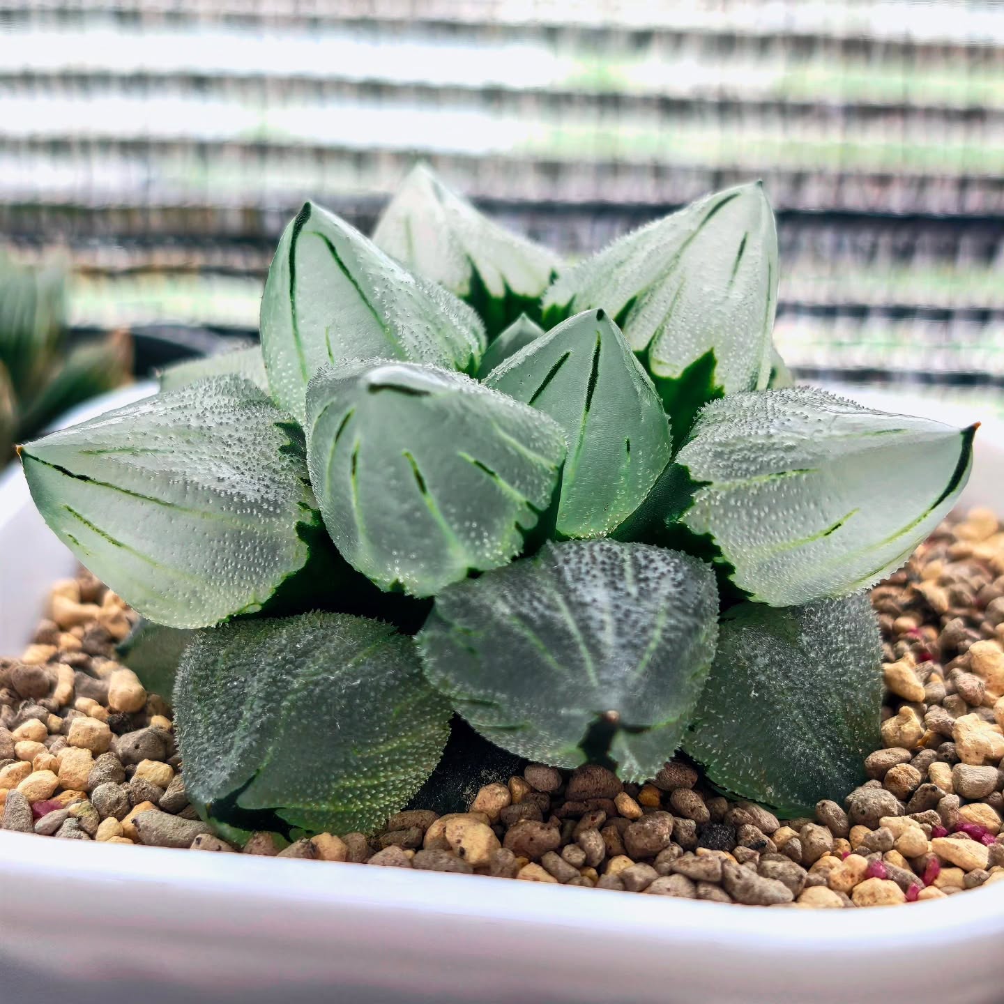 Haworthia Pygmeae 'Ice Phoenix'
#haworthia #haworthiaicecity #haworthiaicephoenix #haworthiapygmaeamutant