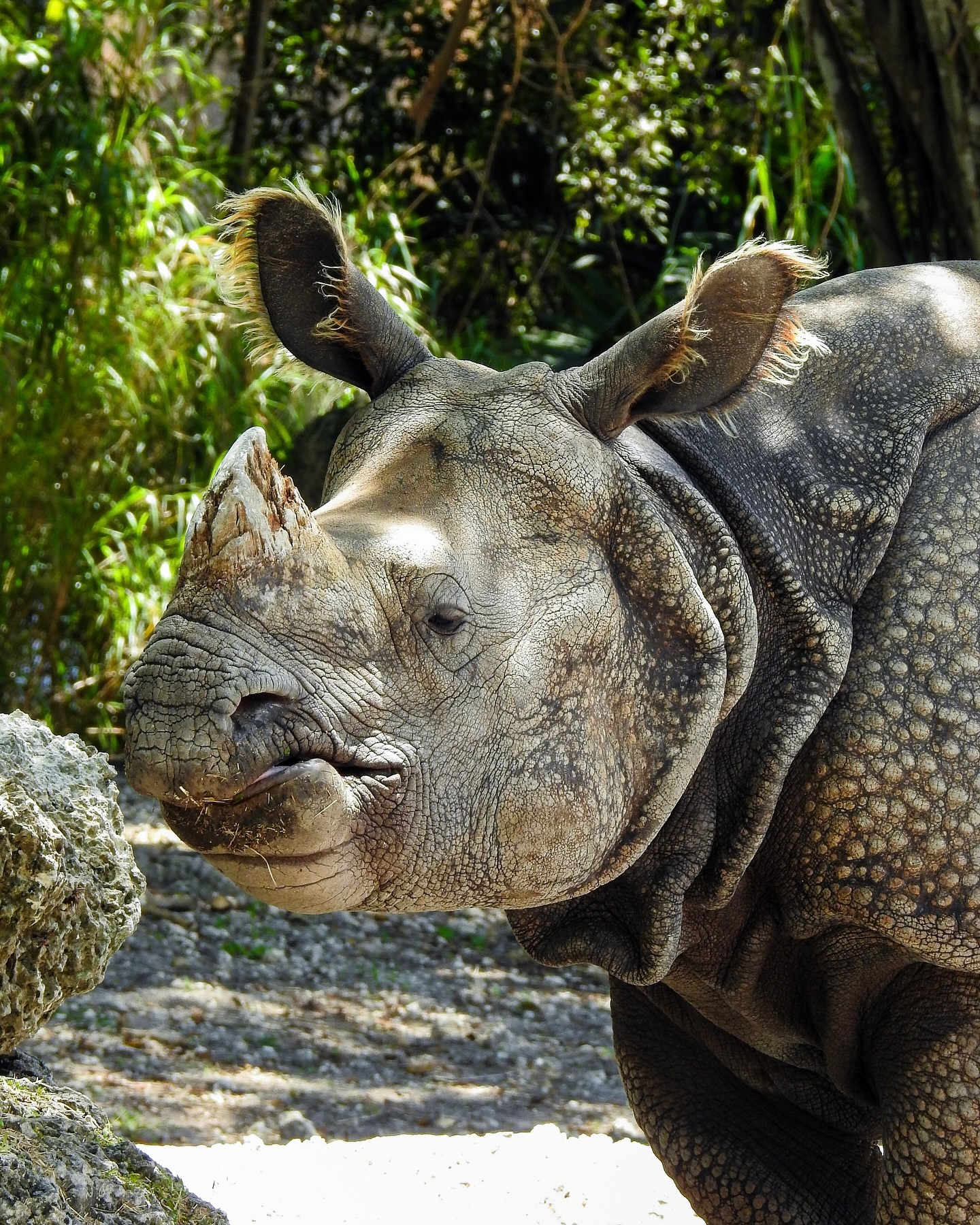 Gentle Giant 🦏
.
📷: Nikon P900
.
.
JM Lens Caps
.
.
.
#Nikon #NikonP900 #JMLensCaps #photography #Rhino #Rhinoceros #ZooMiami #Zoo #Miami #Florida #SouthFlorida #nature #NikonPhotography #lightroom #AnimalConservation #Explore #photooftheday #SouthFloridaPhotography #ZooPhotography